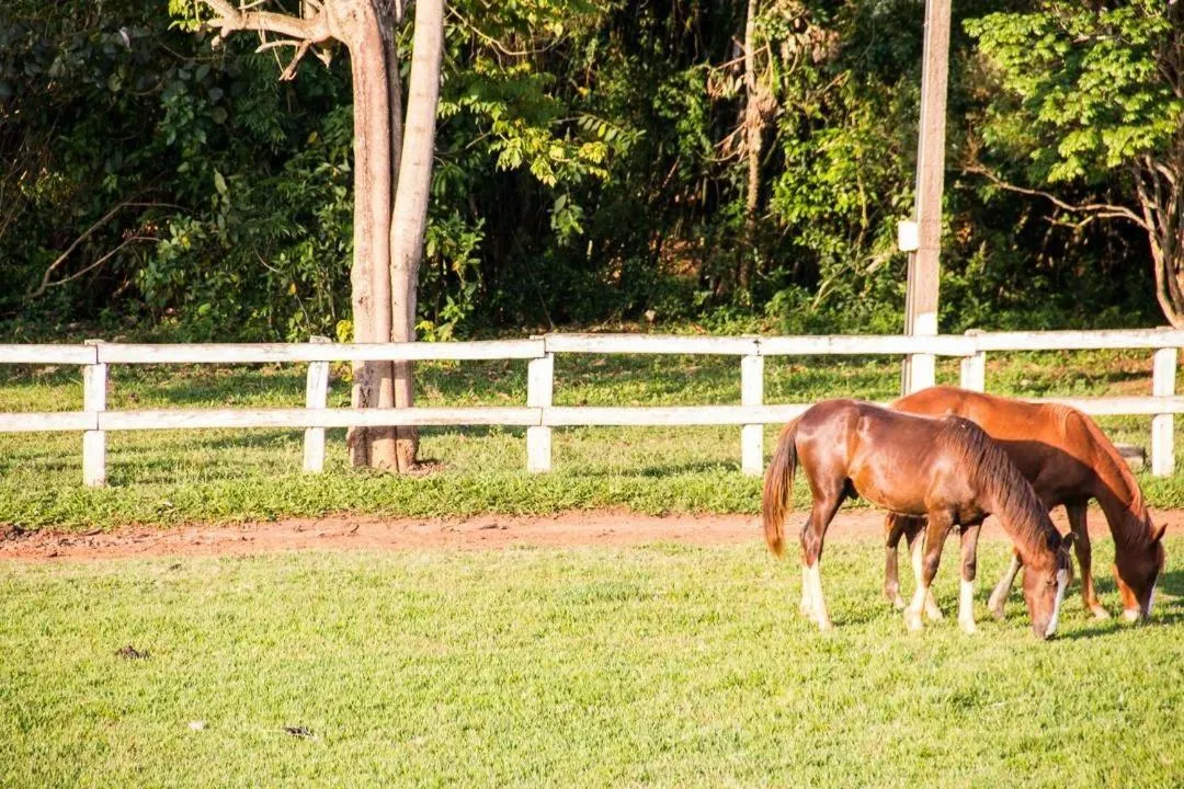 Activities in Hotel Fazenda Topada