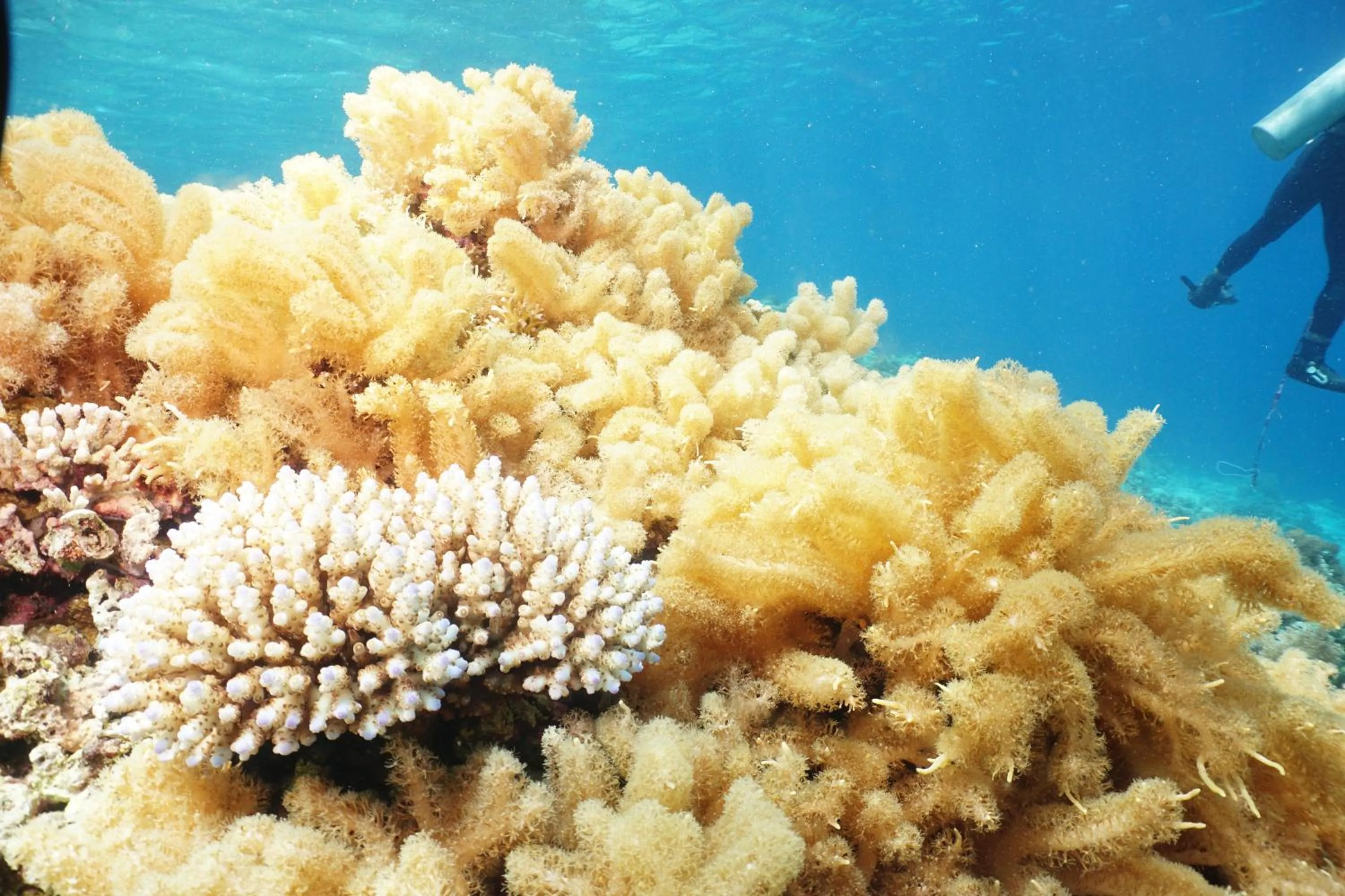 Sea World Club Beach Resort & Dive Center, RESORT THAT SUPPORTS THE POOR