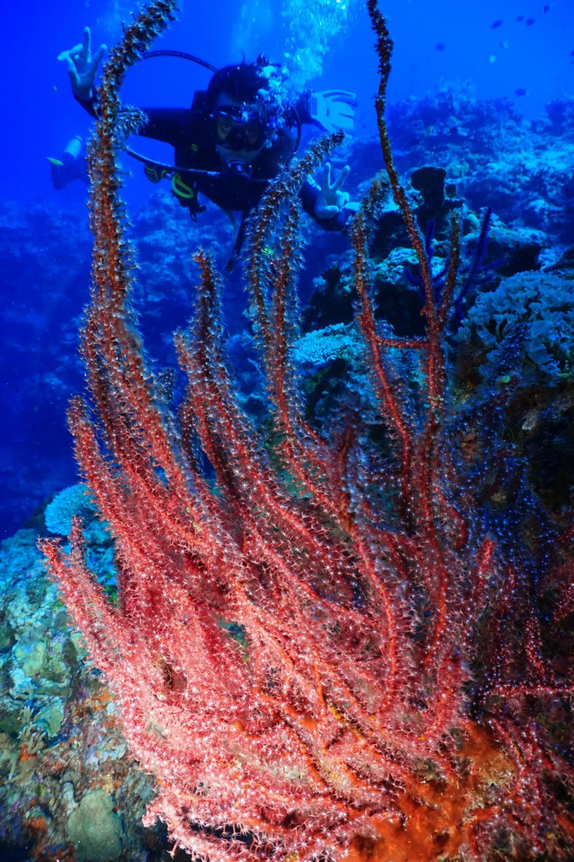 Sea World Club Beach Resort & Dive Center, RESORT THAT SUPPORTS THE POOR