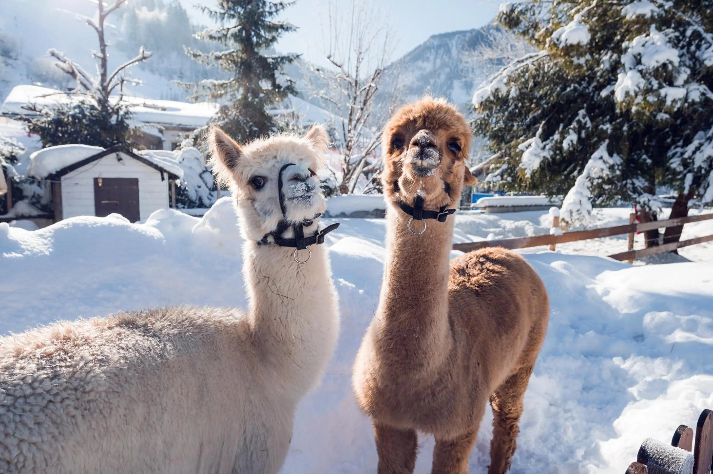 Winter in Hotel Oberforsthof