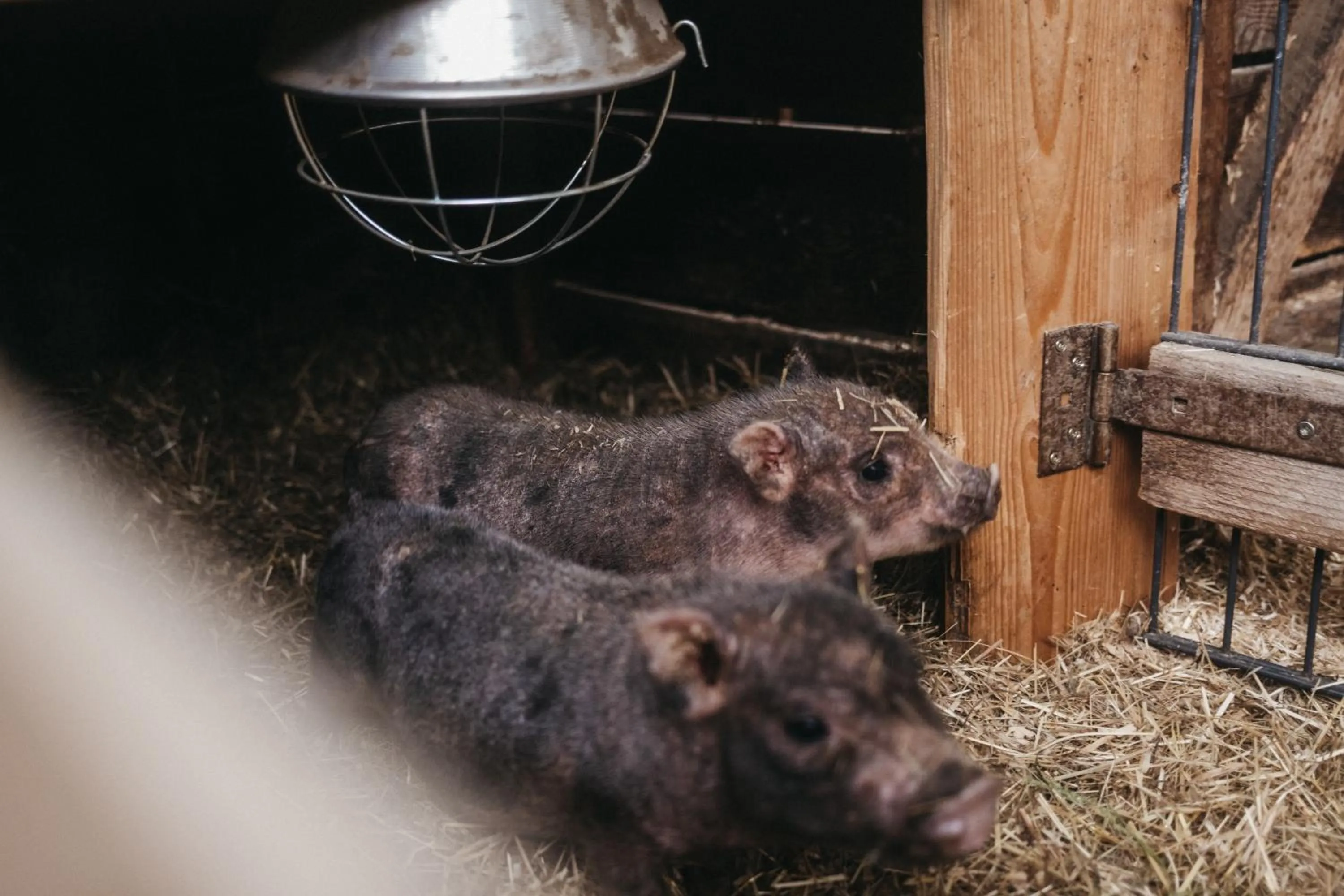 Animals in Hotel Oberforsthof