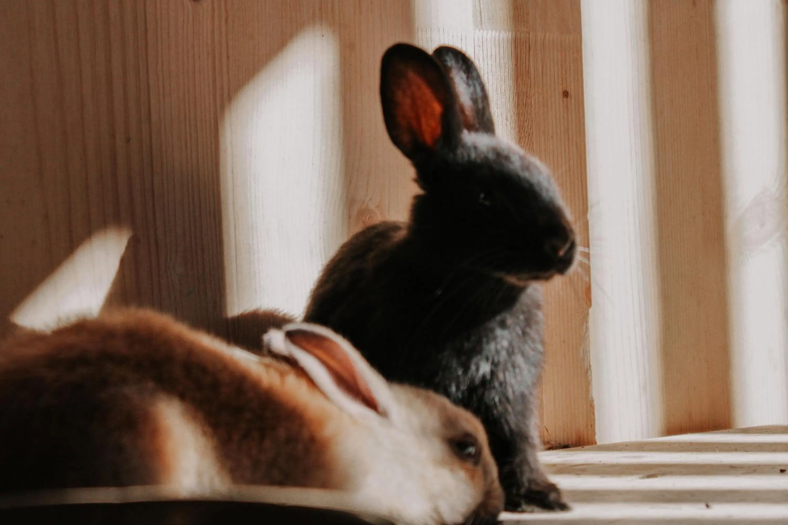 Animals in Hotel Oberforsthof