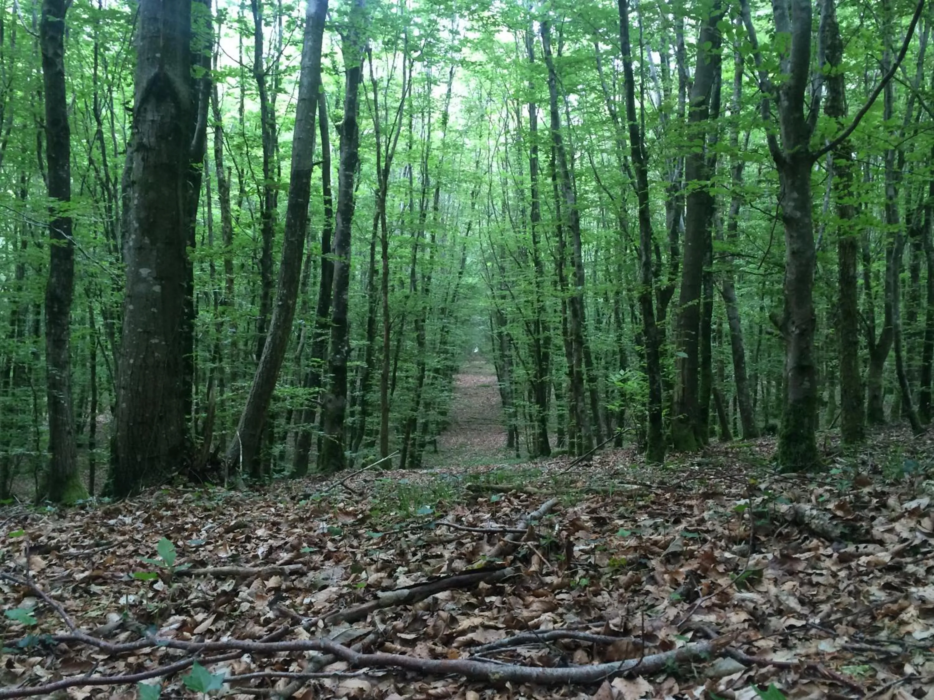 Property building in Walnut House