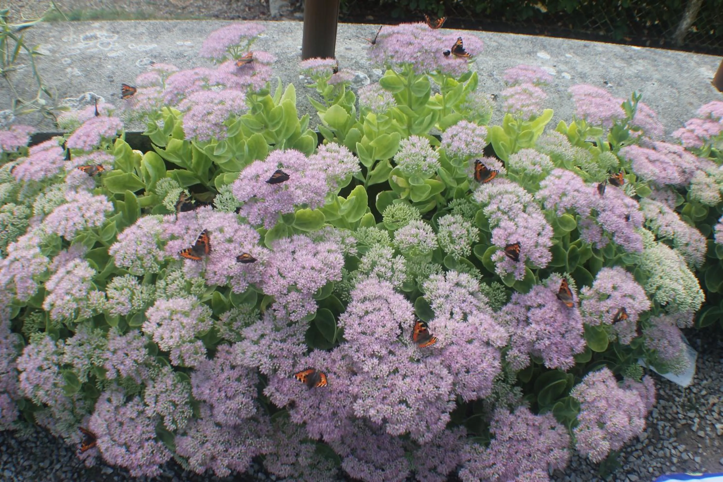 Natural landscape in Walnut House