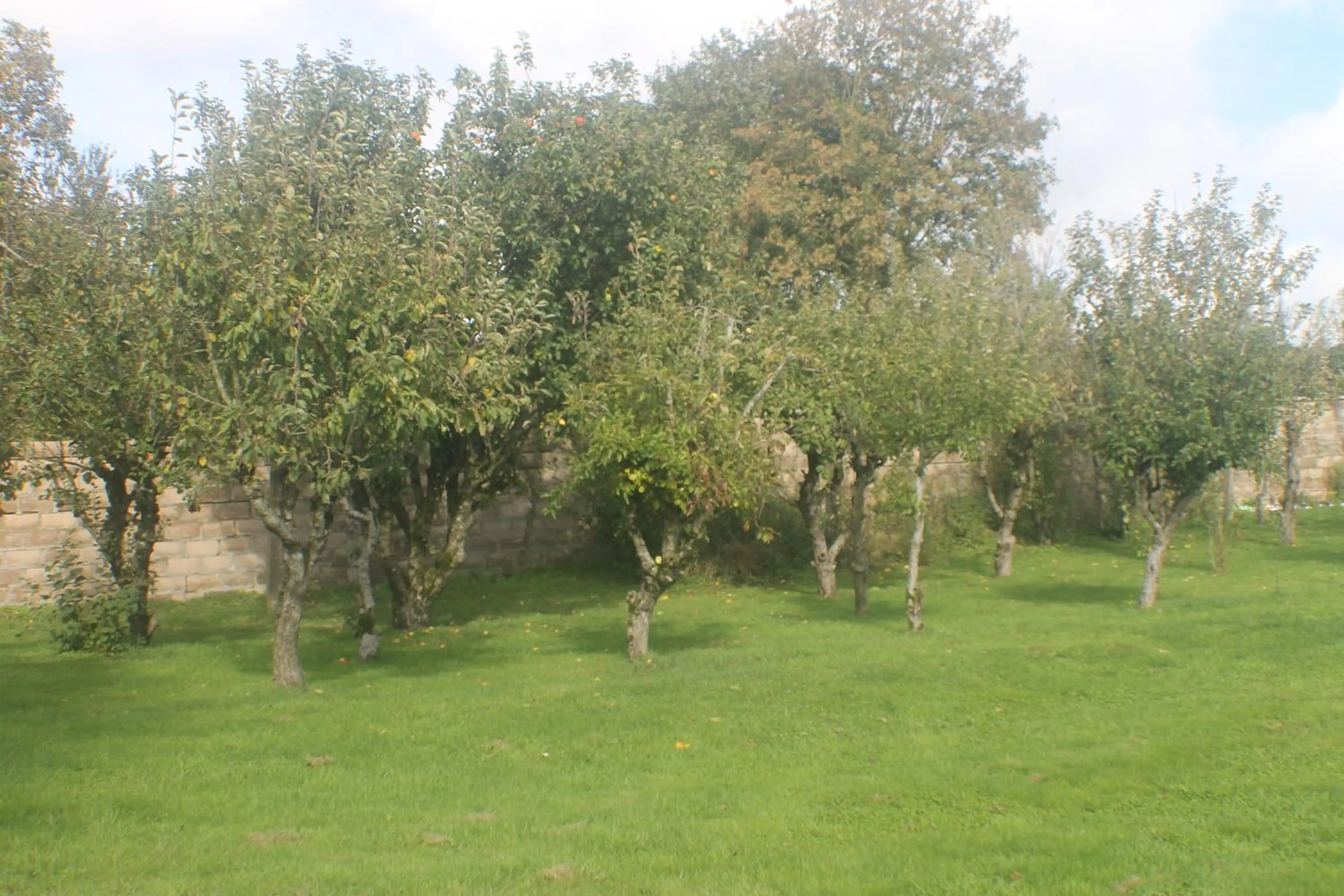 Garden in Walnut House