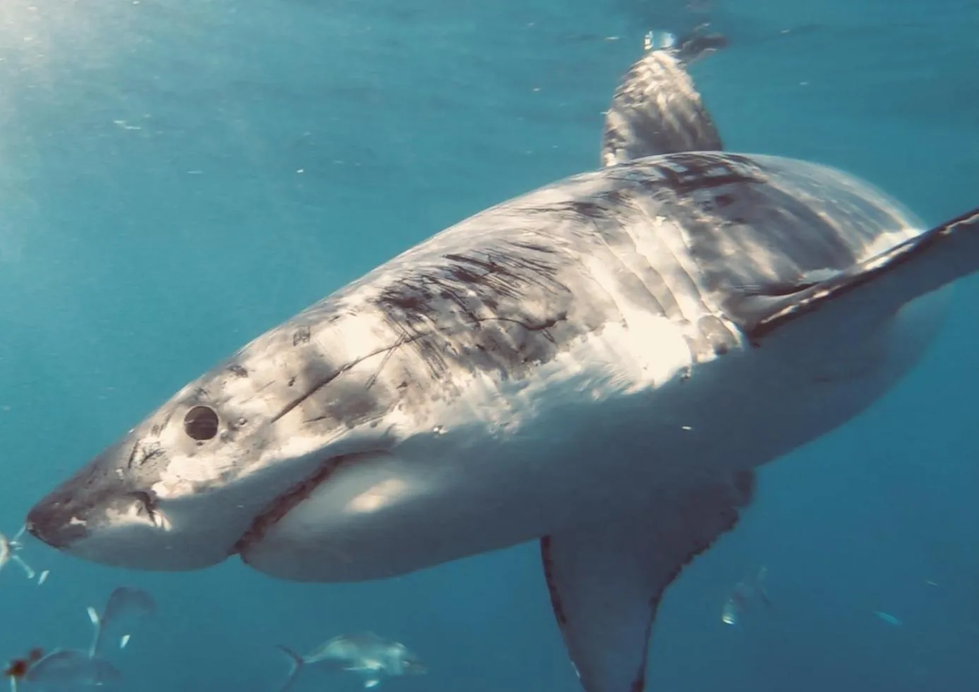 Animals in Limani Port Lincoln