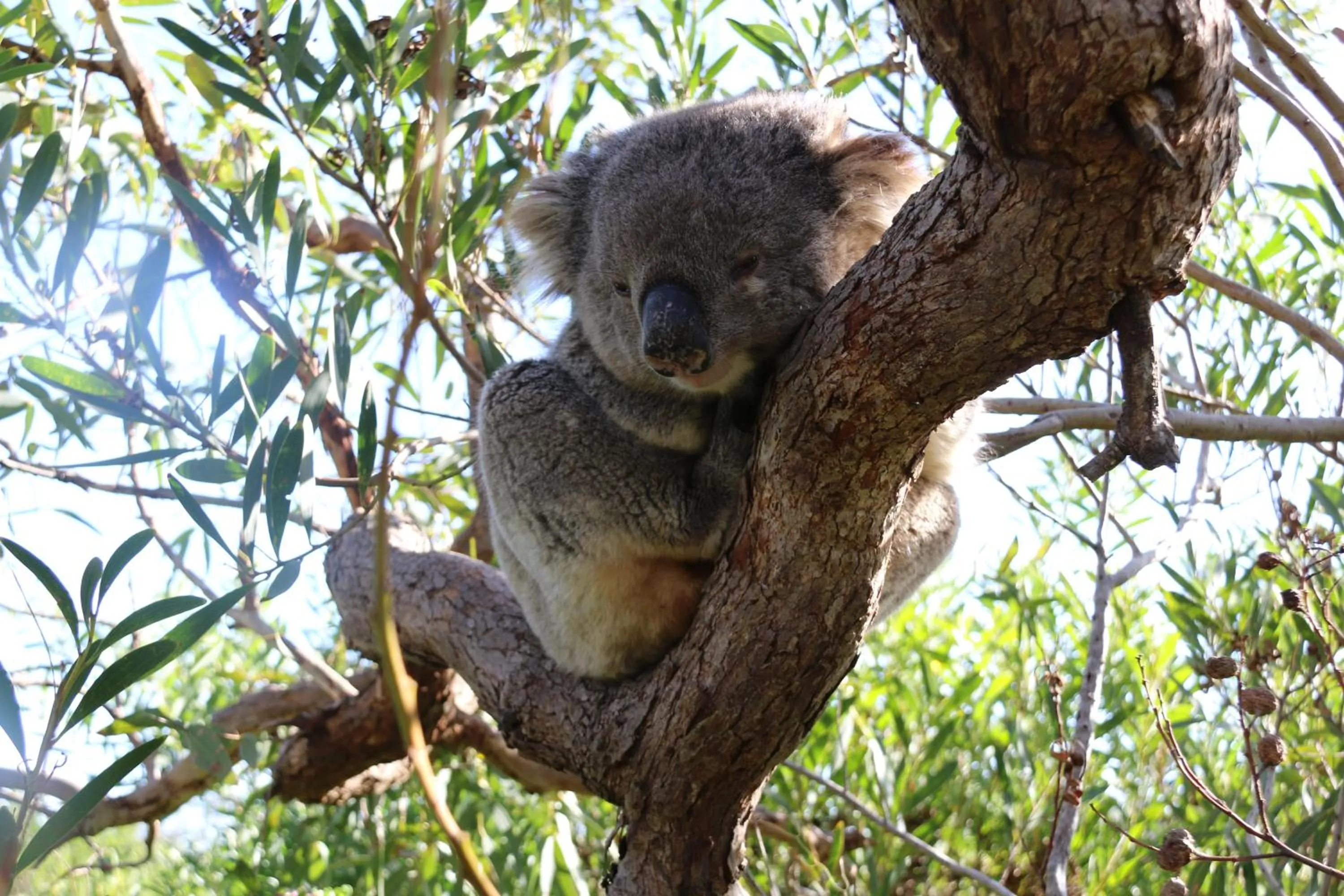 Animals in Limani Port Lincoln
