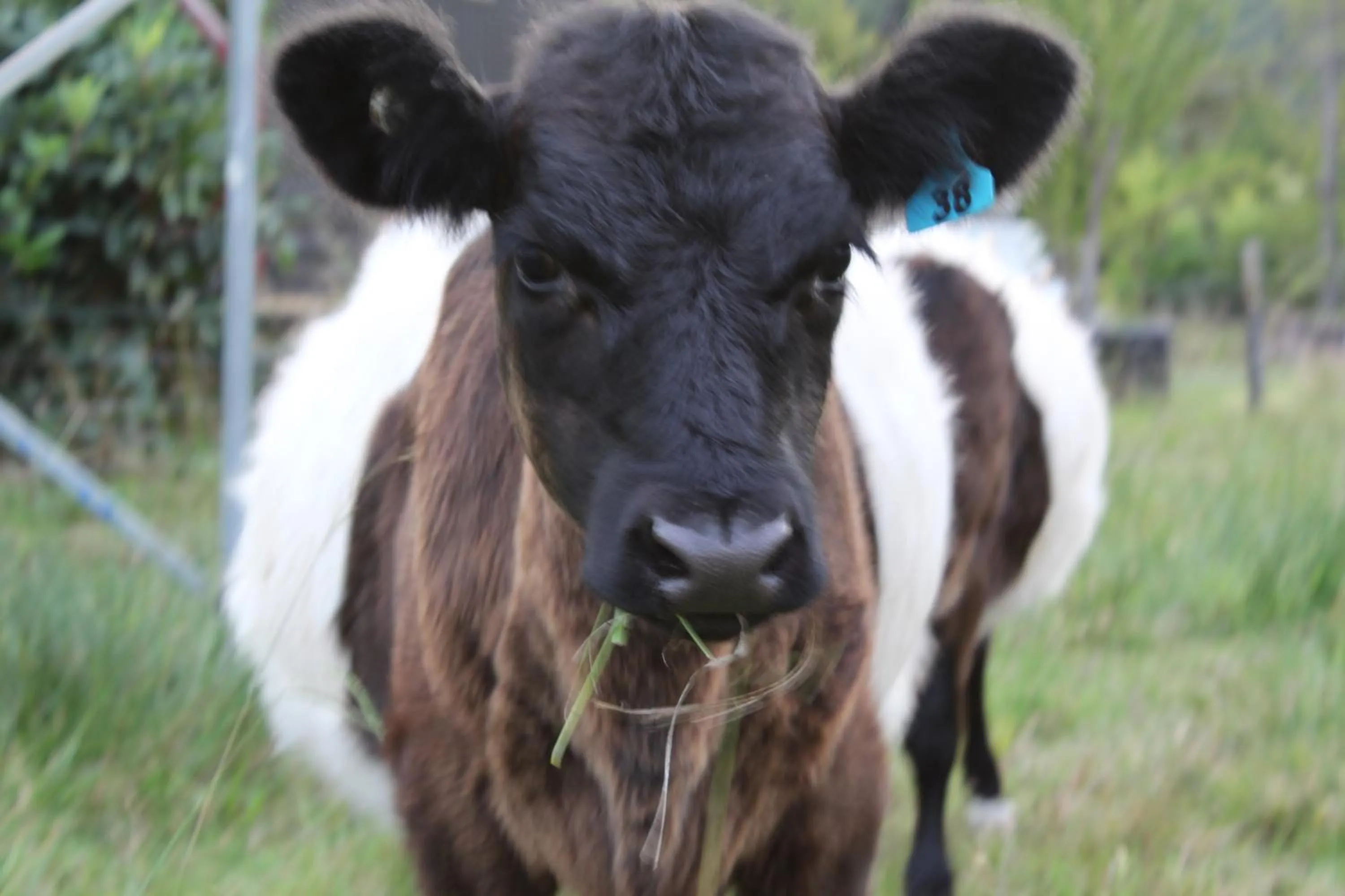 Animals in The Barn Cabins & Camp