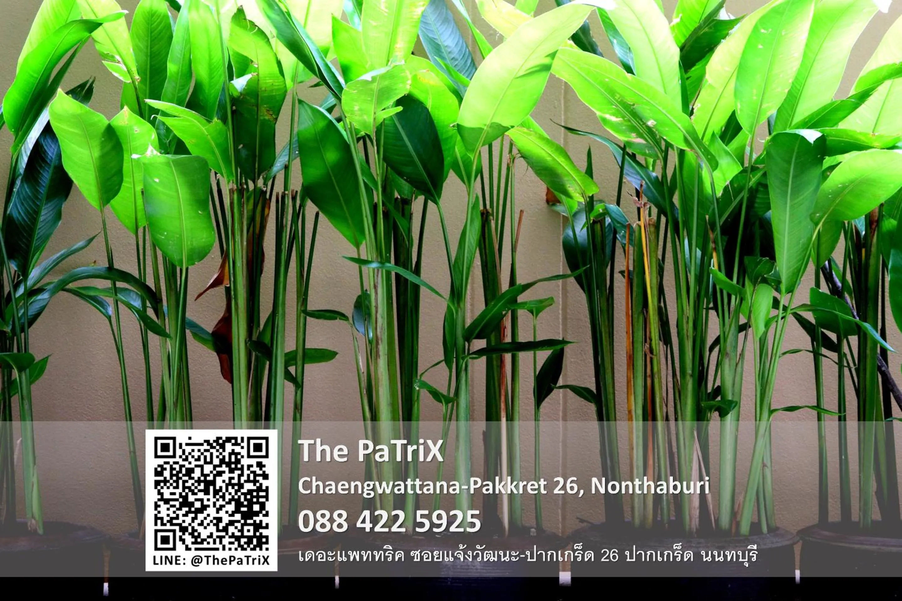 Day in The PaTriX Chaengwattana