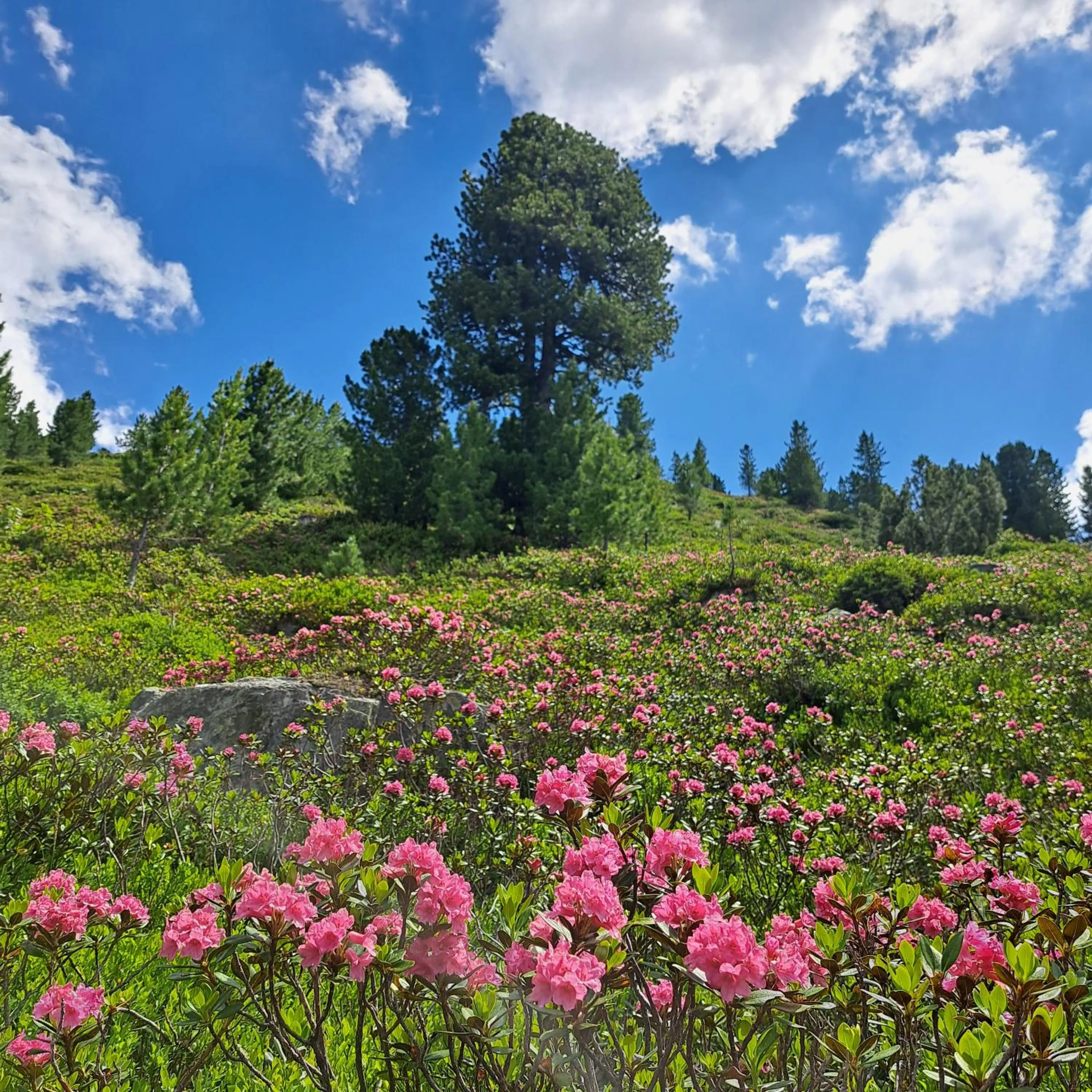 Day in Hotel Pinzger Tux