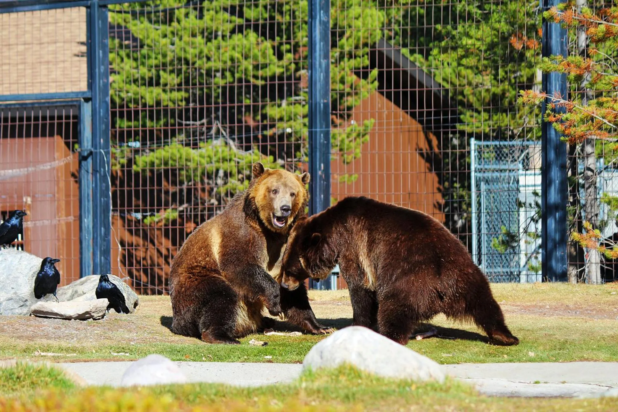 Area and facilities in Holiday Inn West Yellowstone by IHG