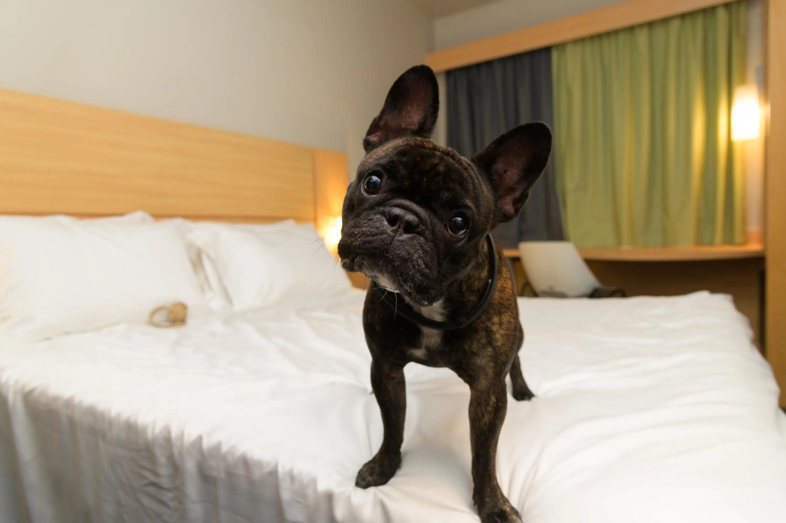 Pets, Bed in ibis Aracaju