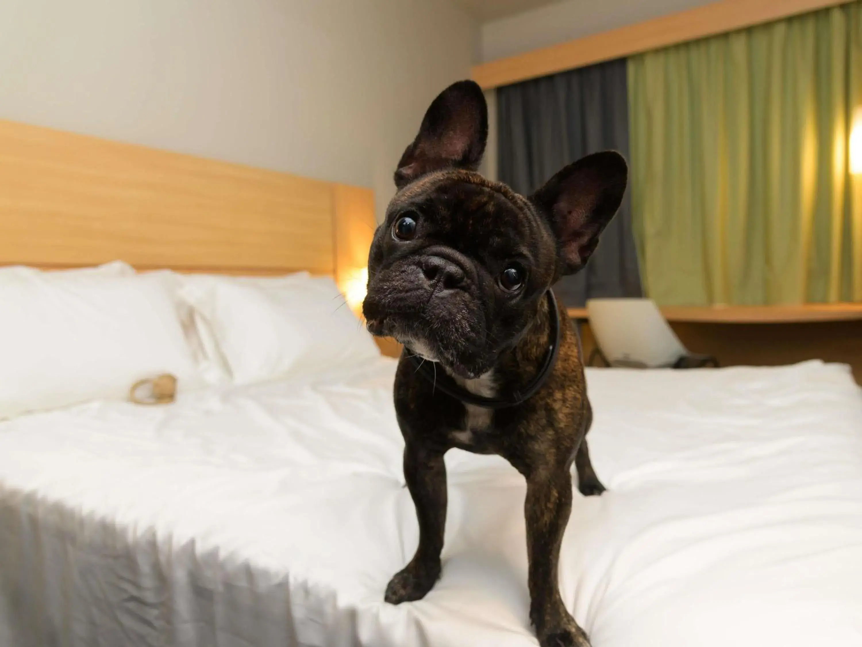 Bedroom, Bed in ibis Aracaju Bedroom, Bed in ibis Aracaju