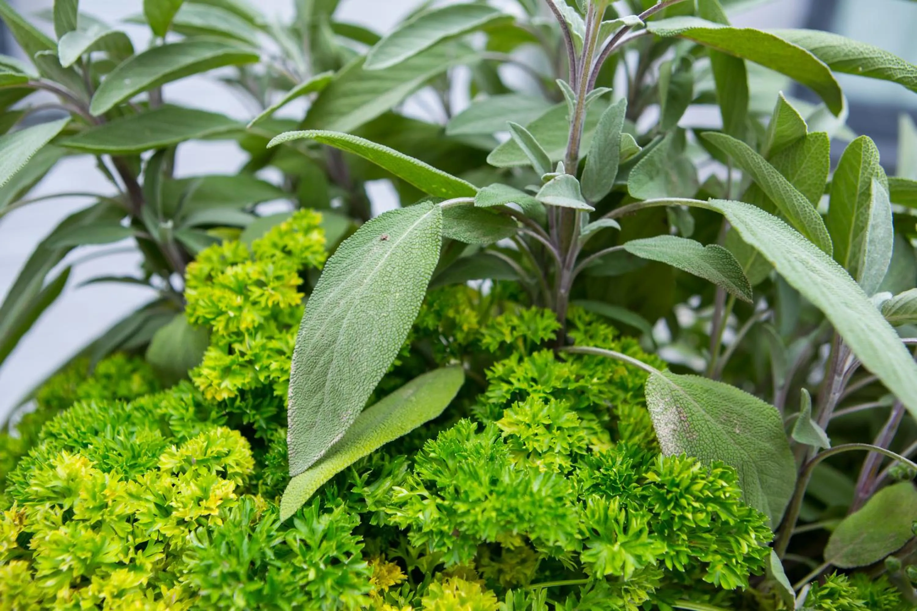 Area and facilities in Mercure Krakow Stare Miasto