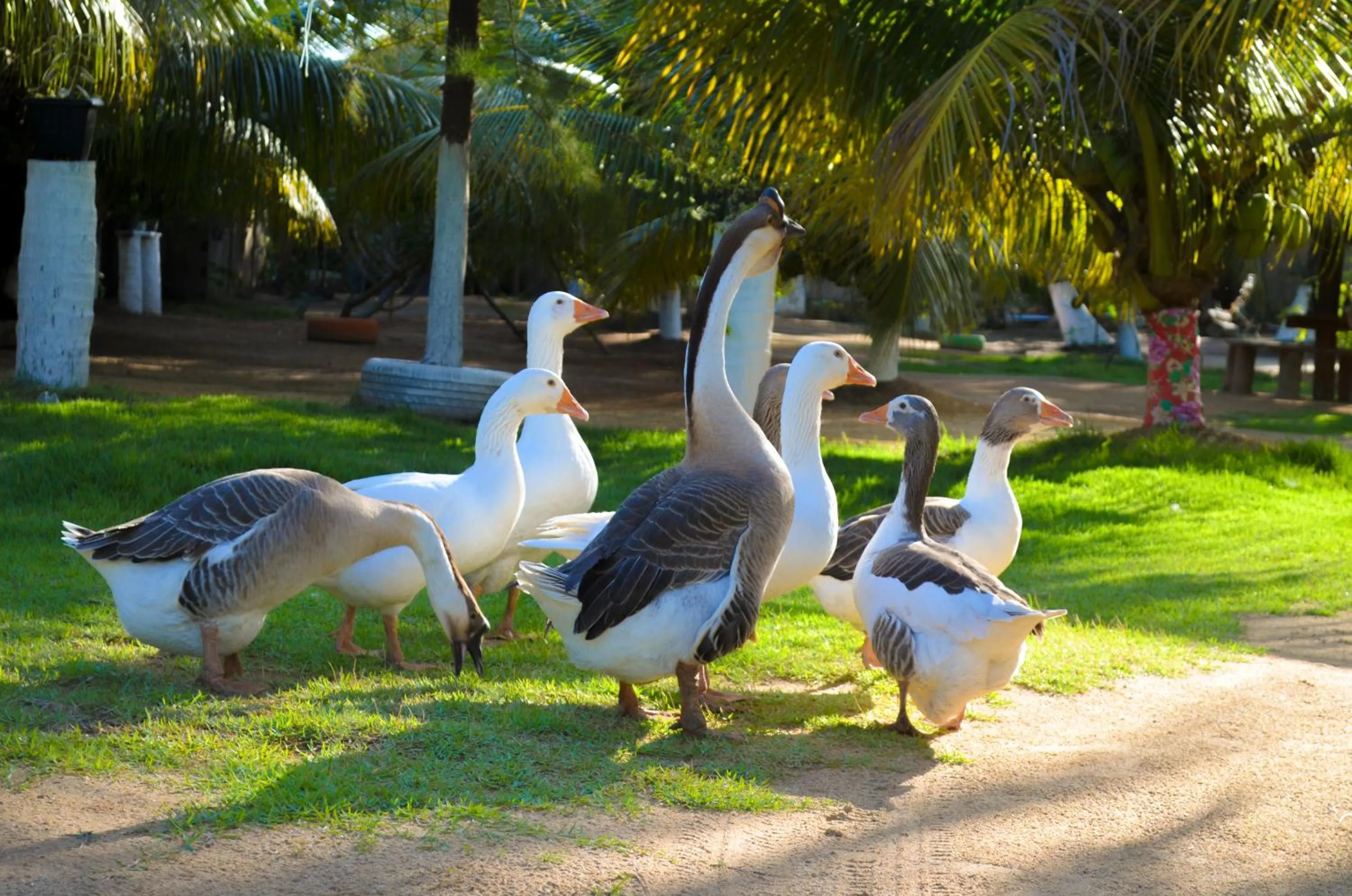 Garden in Recanto Caiçara Pousada