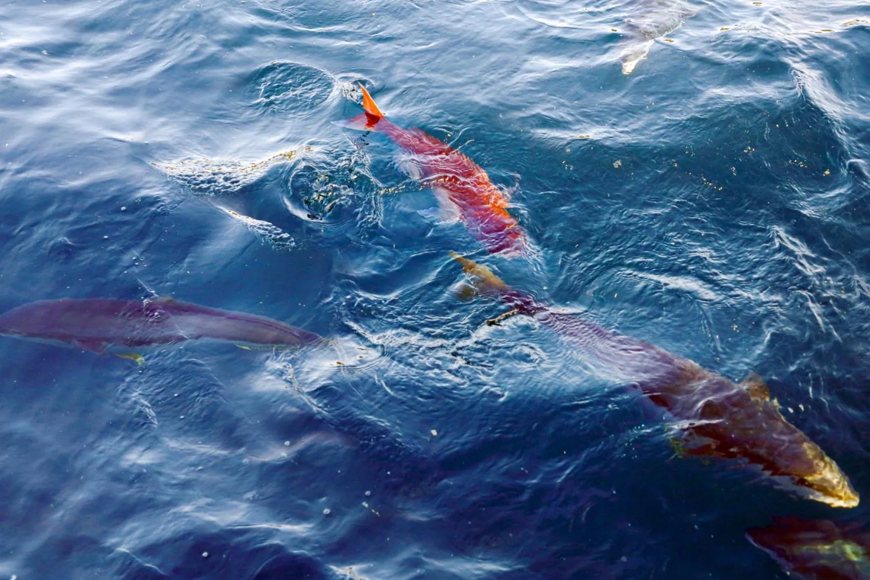 Natural landscape in Uminoniwa