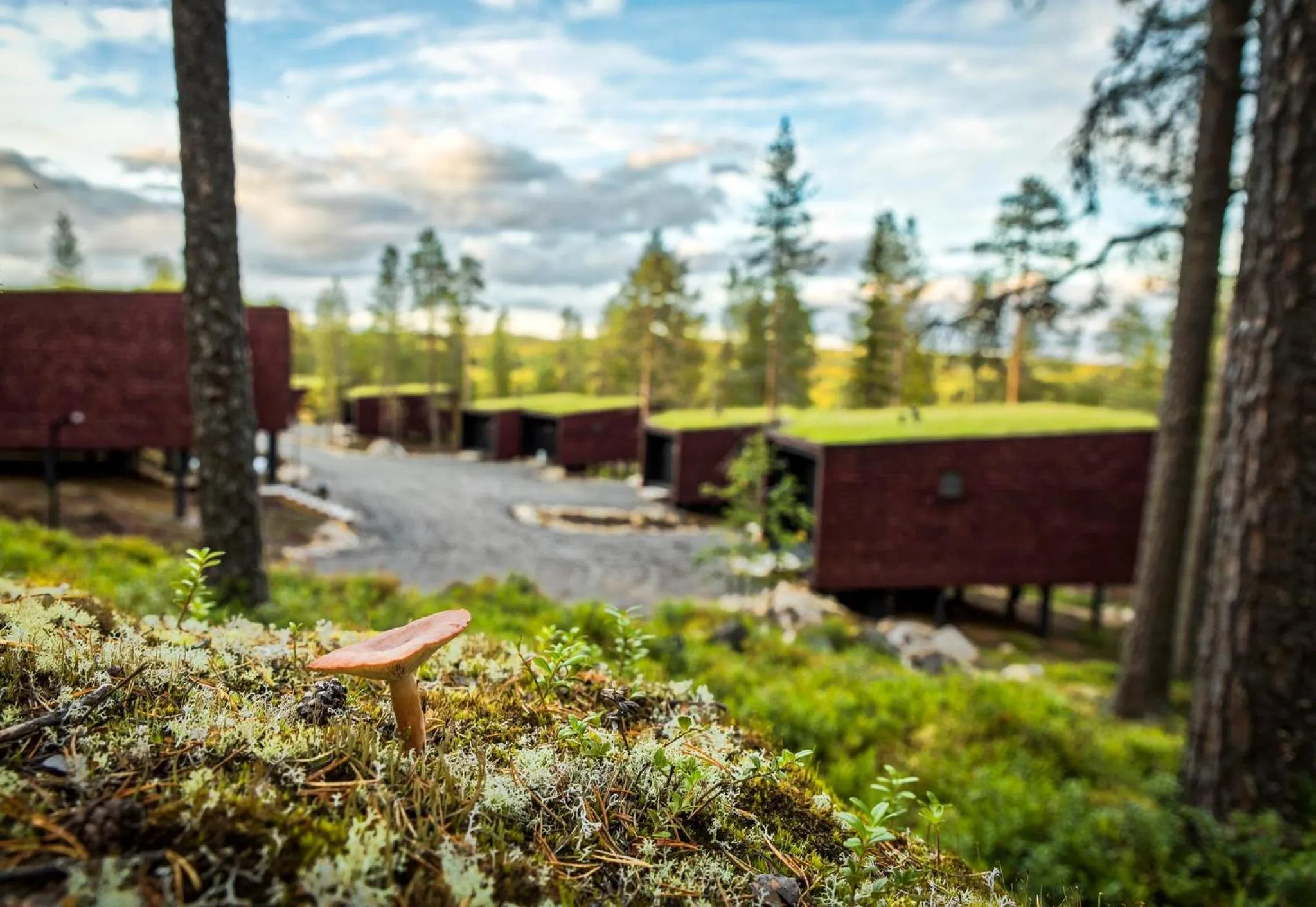 Natural landscape in Arctic TreeHouse Hotel
