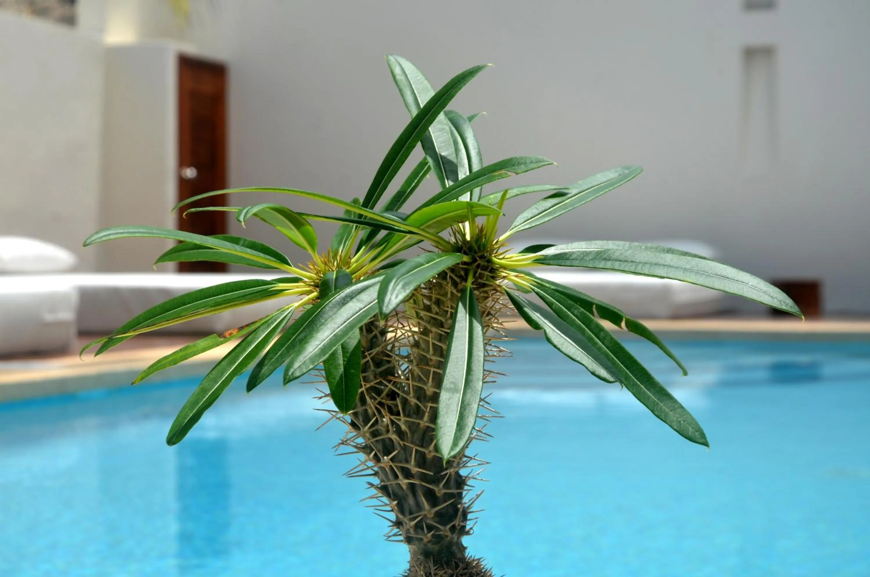 Pool view in Tierra del Mar Hotel - Adults Only