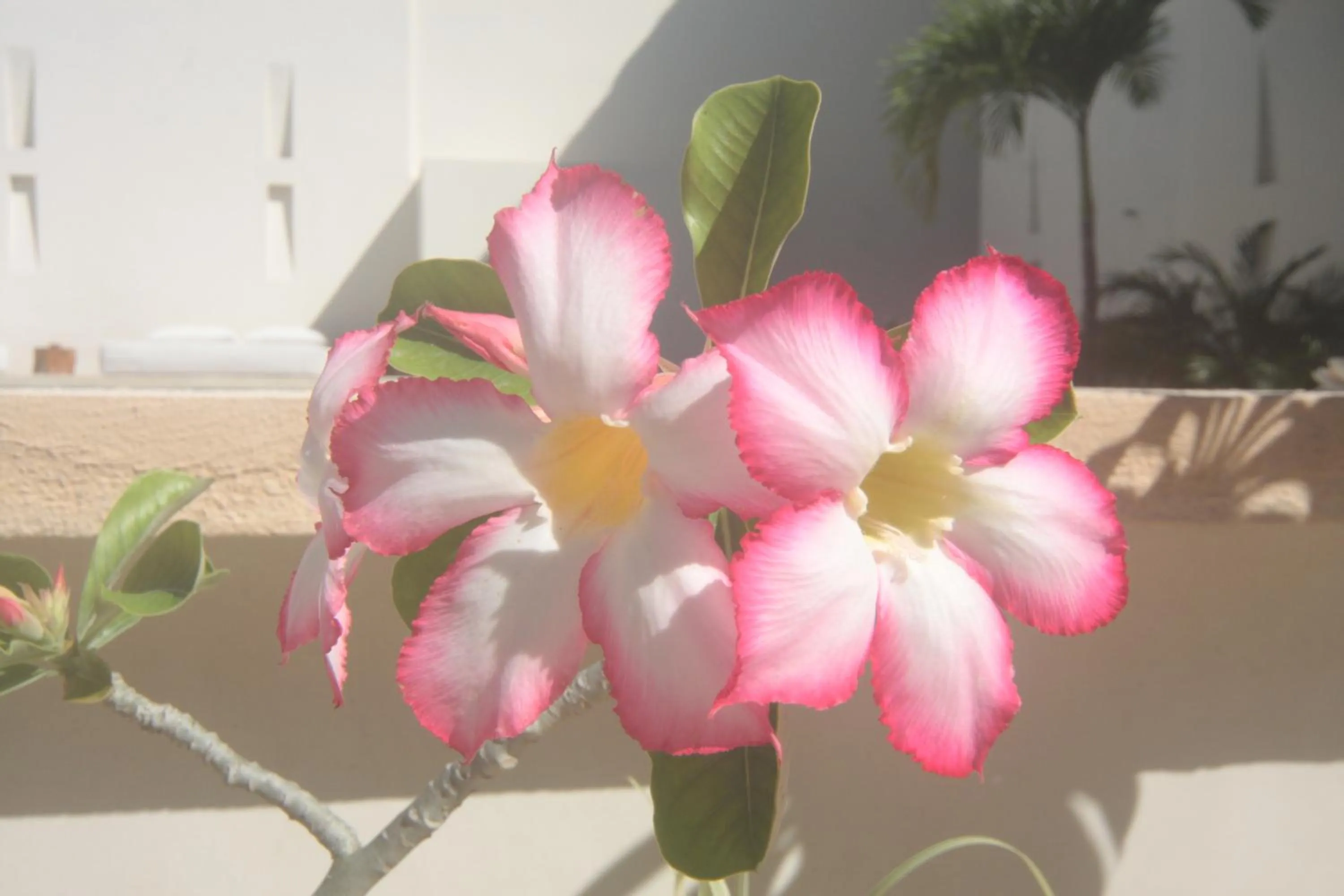 Decorative detail in Tierra del Mar Hotel - Adults Only