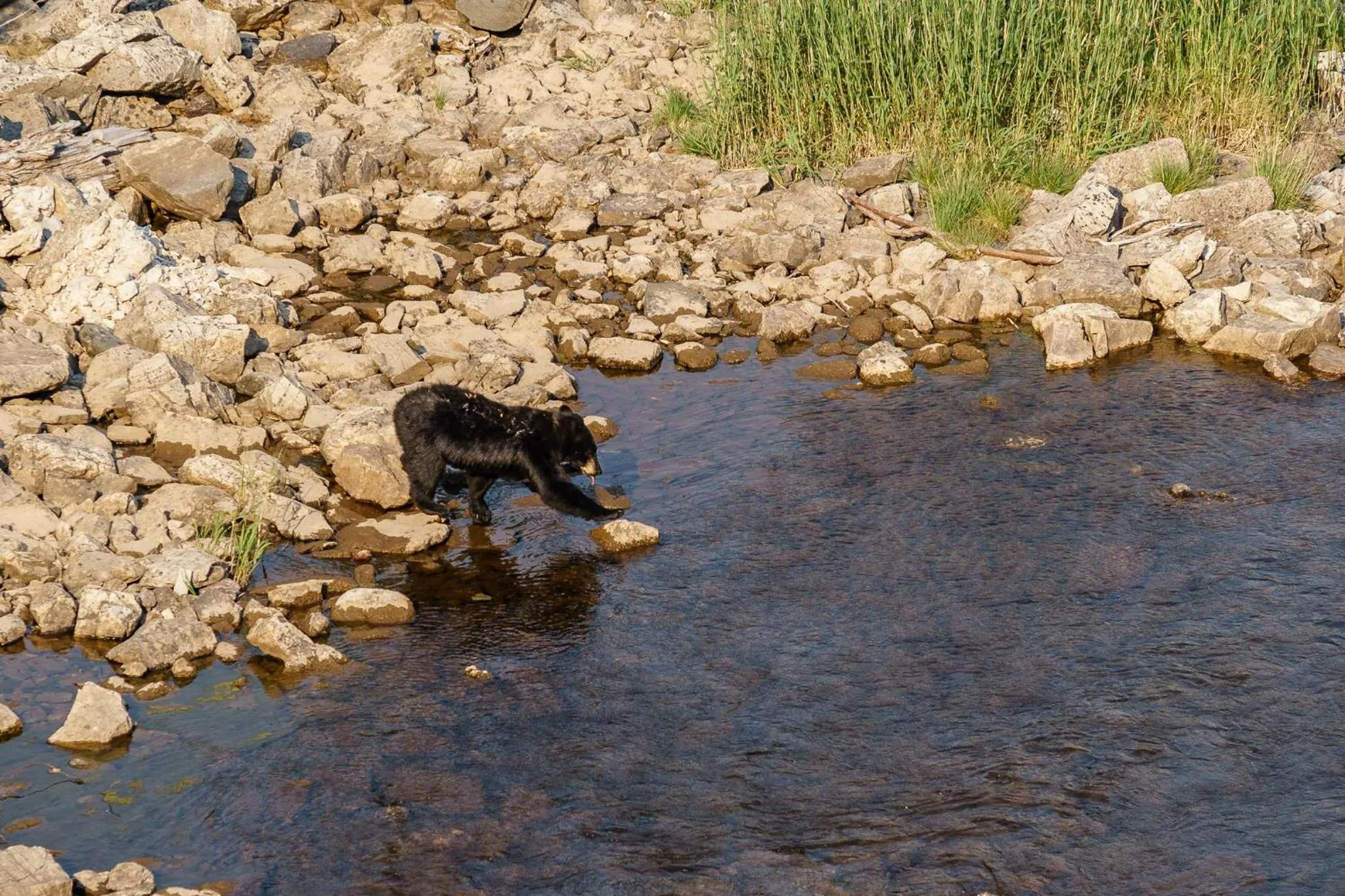 Animals in Coyote Bluff Estate