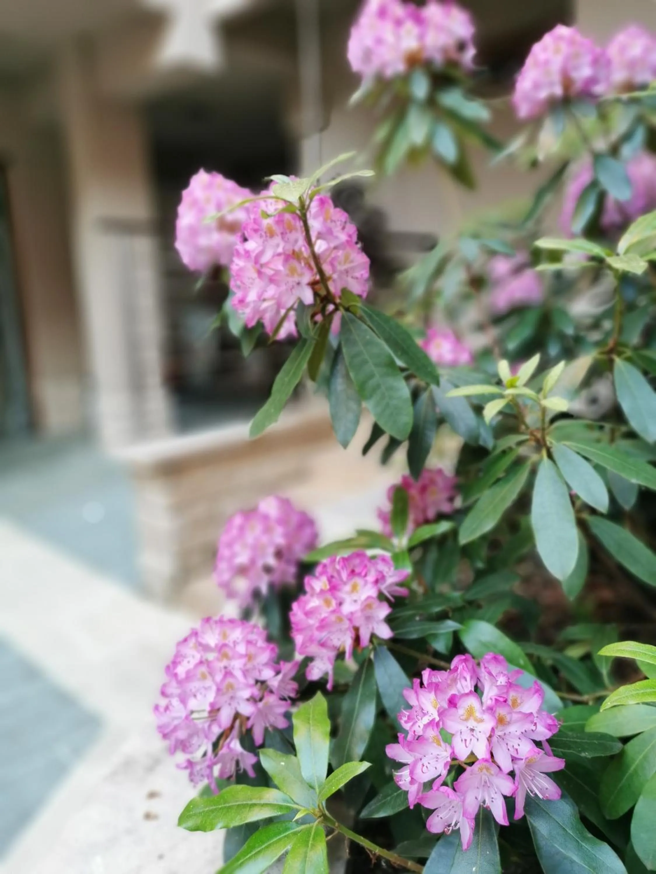 Facade/entrance in Hotel Villa Pax