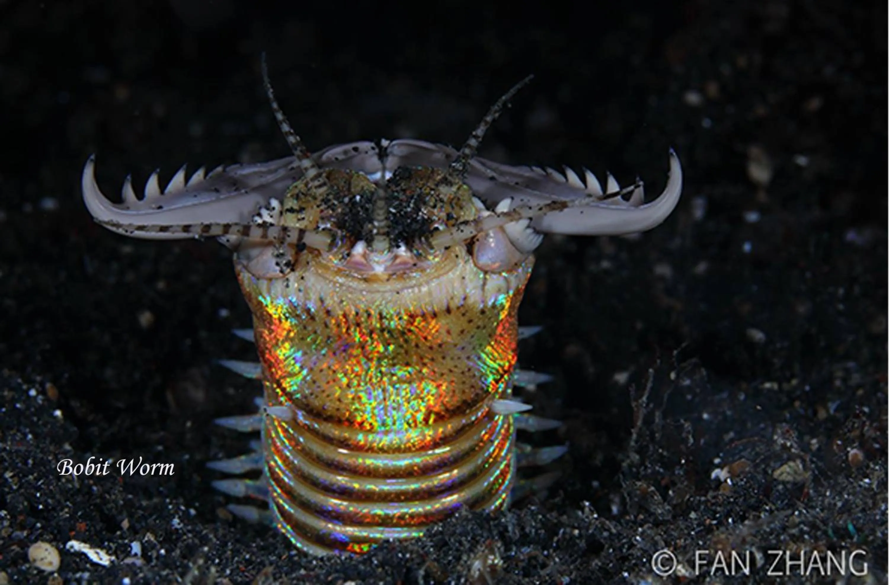 Diving in Cocotinos Lembeh a Boutique Dive Lodge