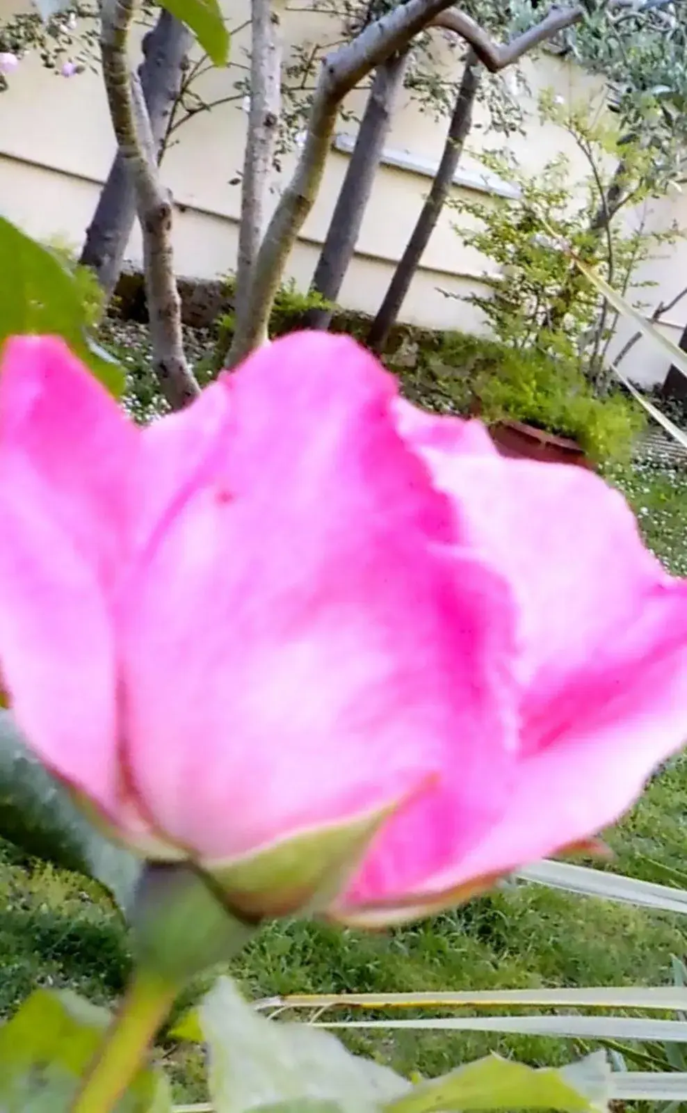 Suite with Garden View in A casa tua Ostia Antica Suite with Garden View in A casa tua Ostia Antica