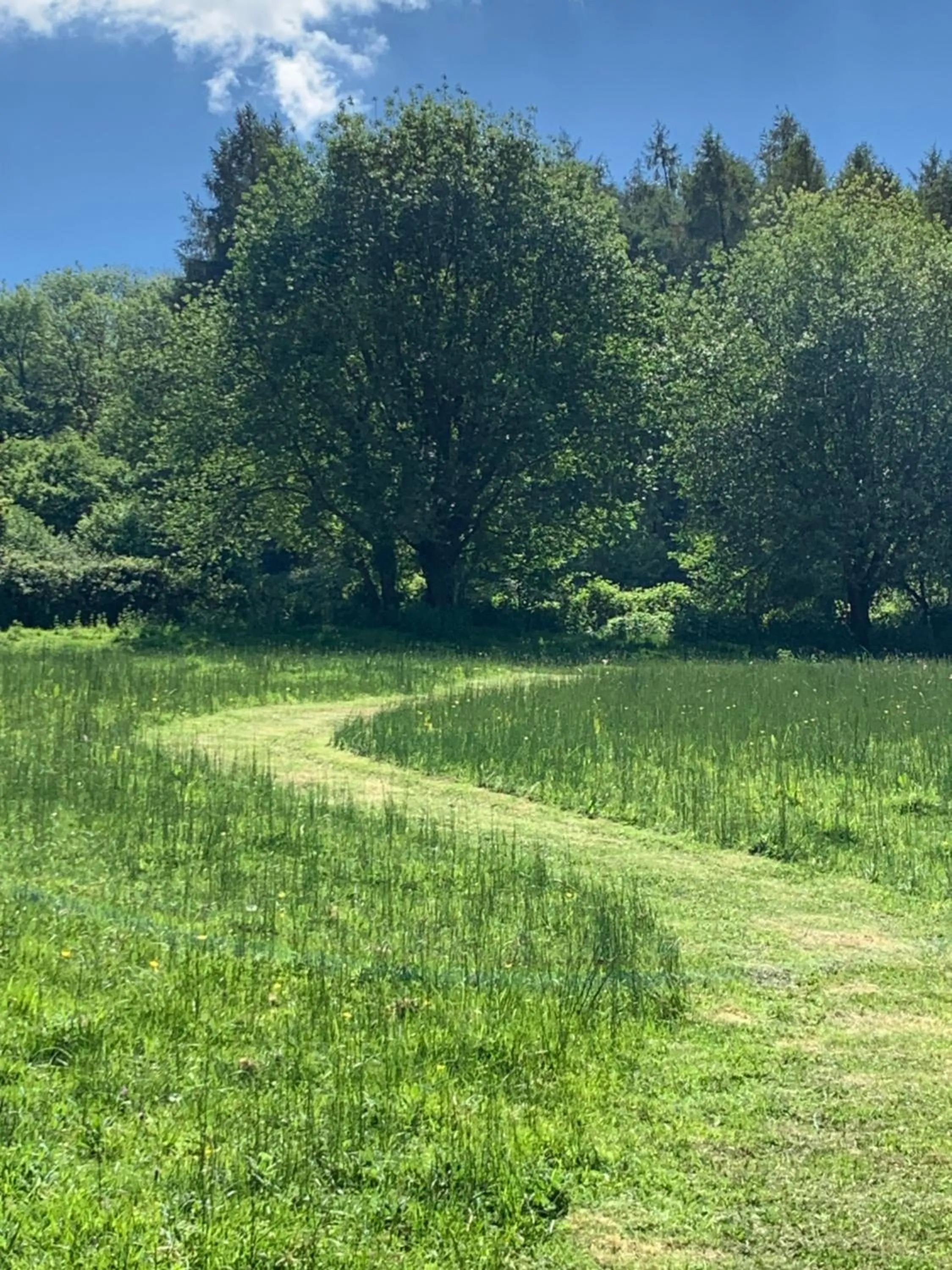 Garden in Little Norton Mill