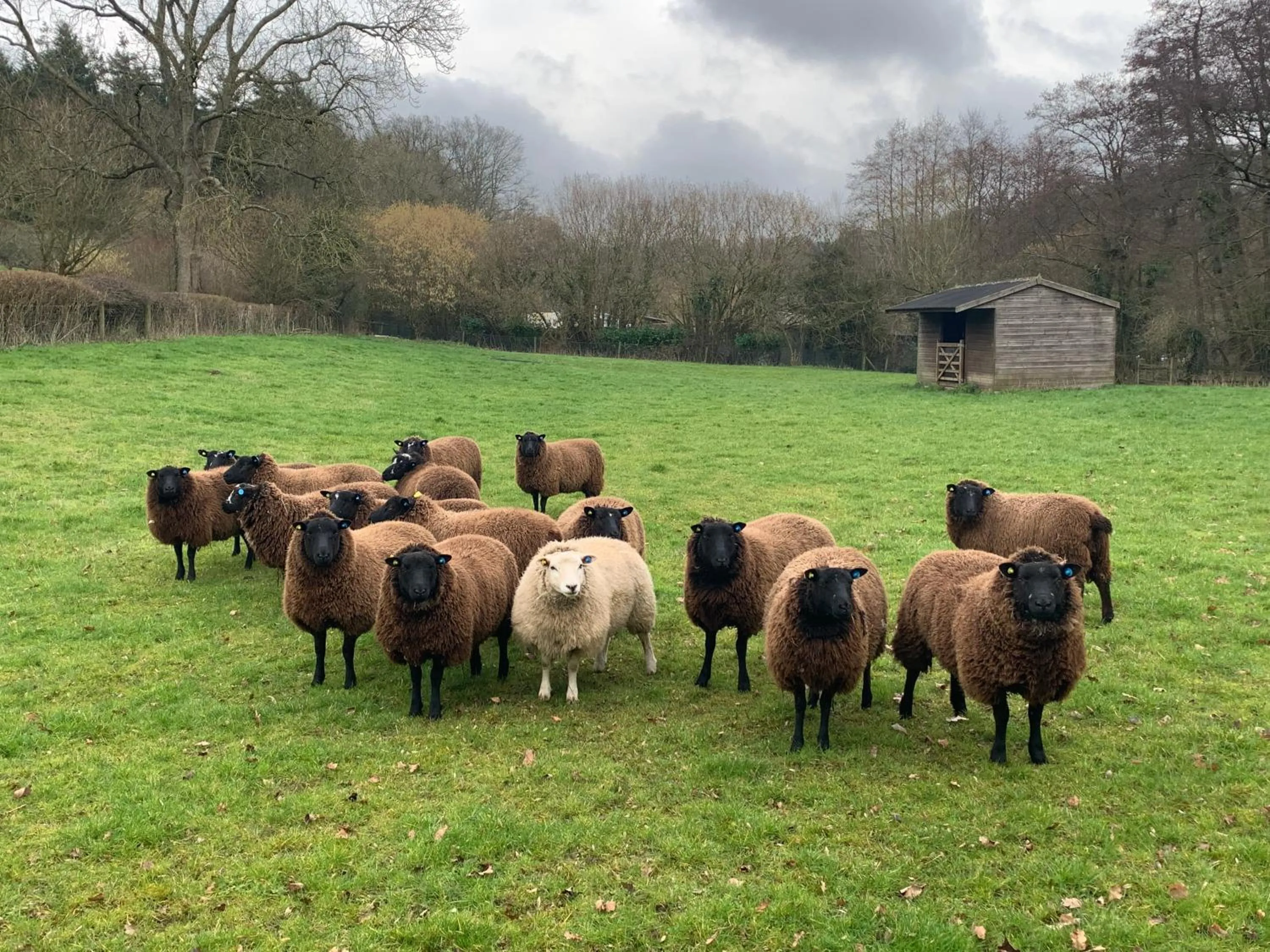 Animals in Little Norton Mill