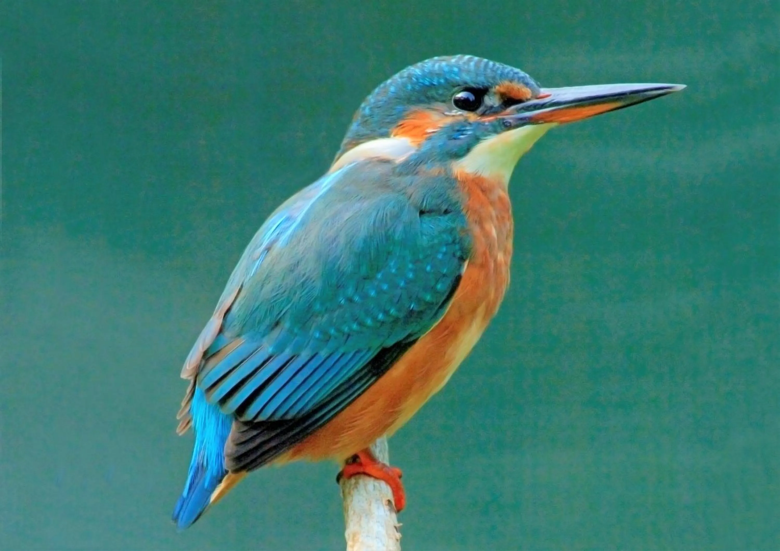 Animals in Little Norton Mill