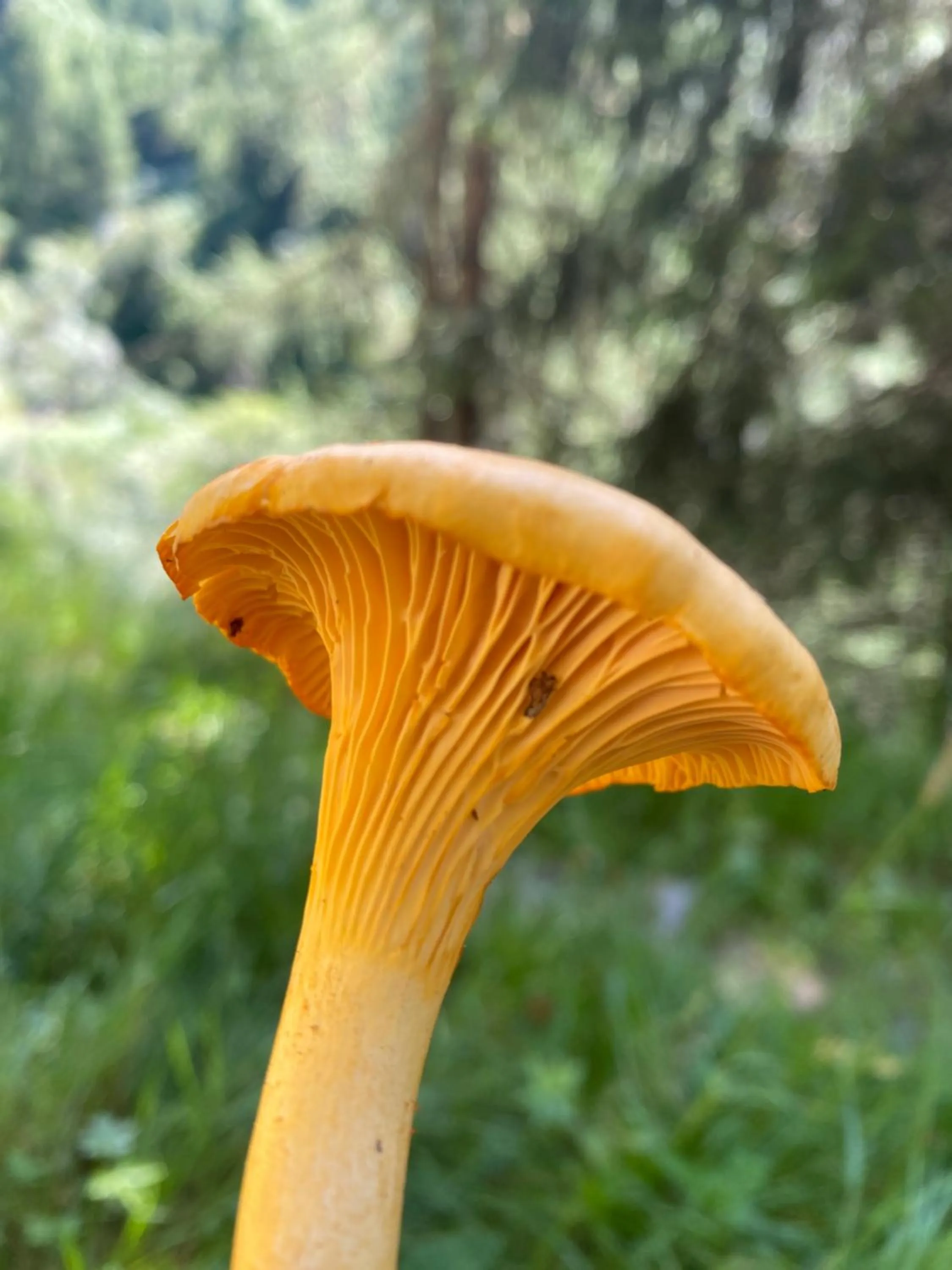 Summer in Shima-Davos