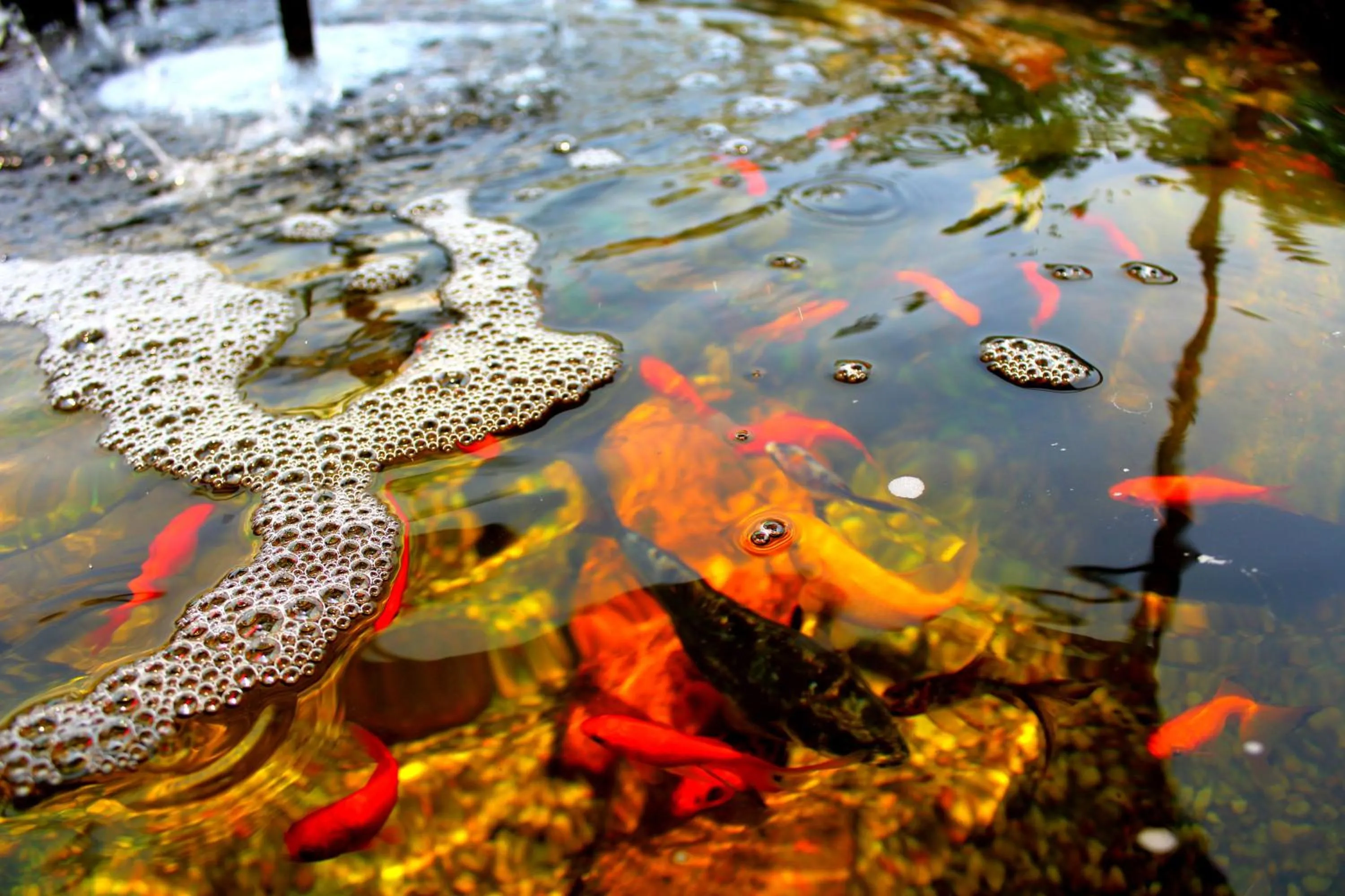 Animals in Residencial Pinho Verde