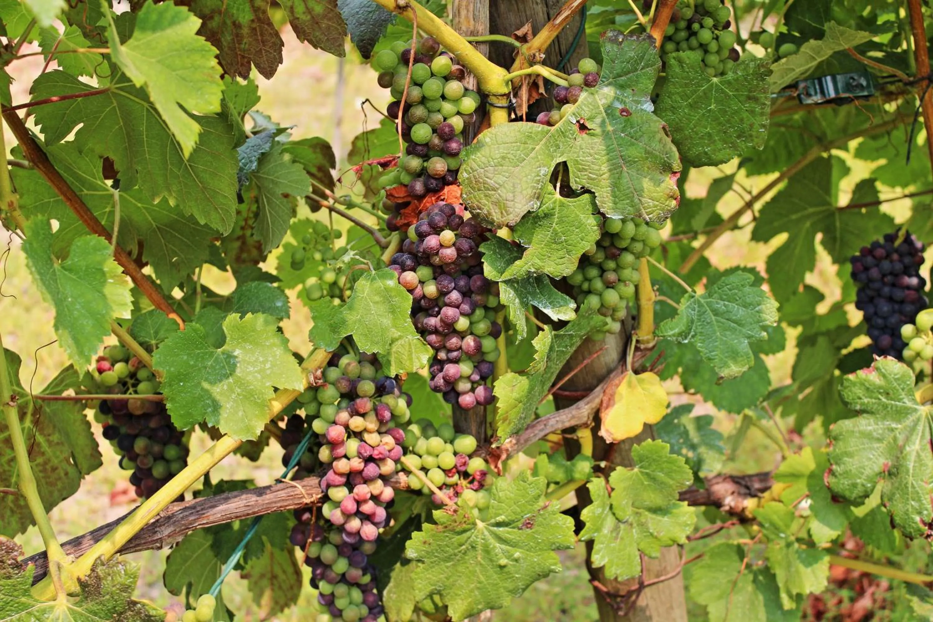 Natural landscape in Residencial Pinho Verde