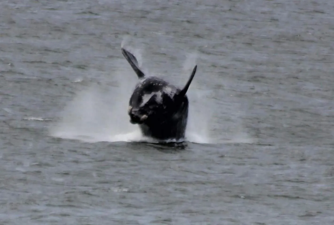 Spring in The-Ark B&B