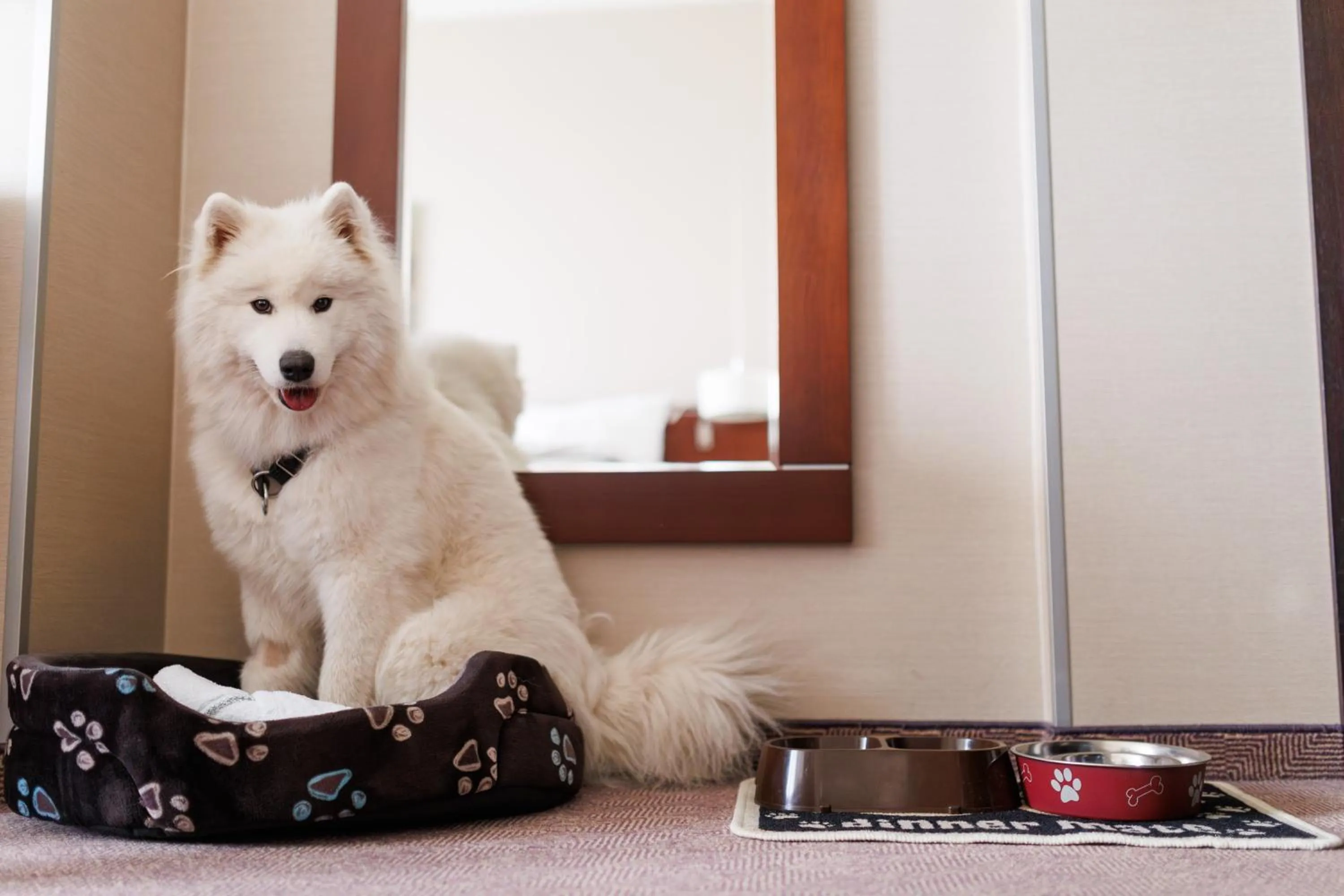 Pets in Hotel Kossak
