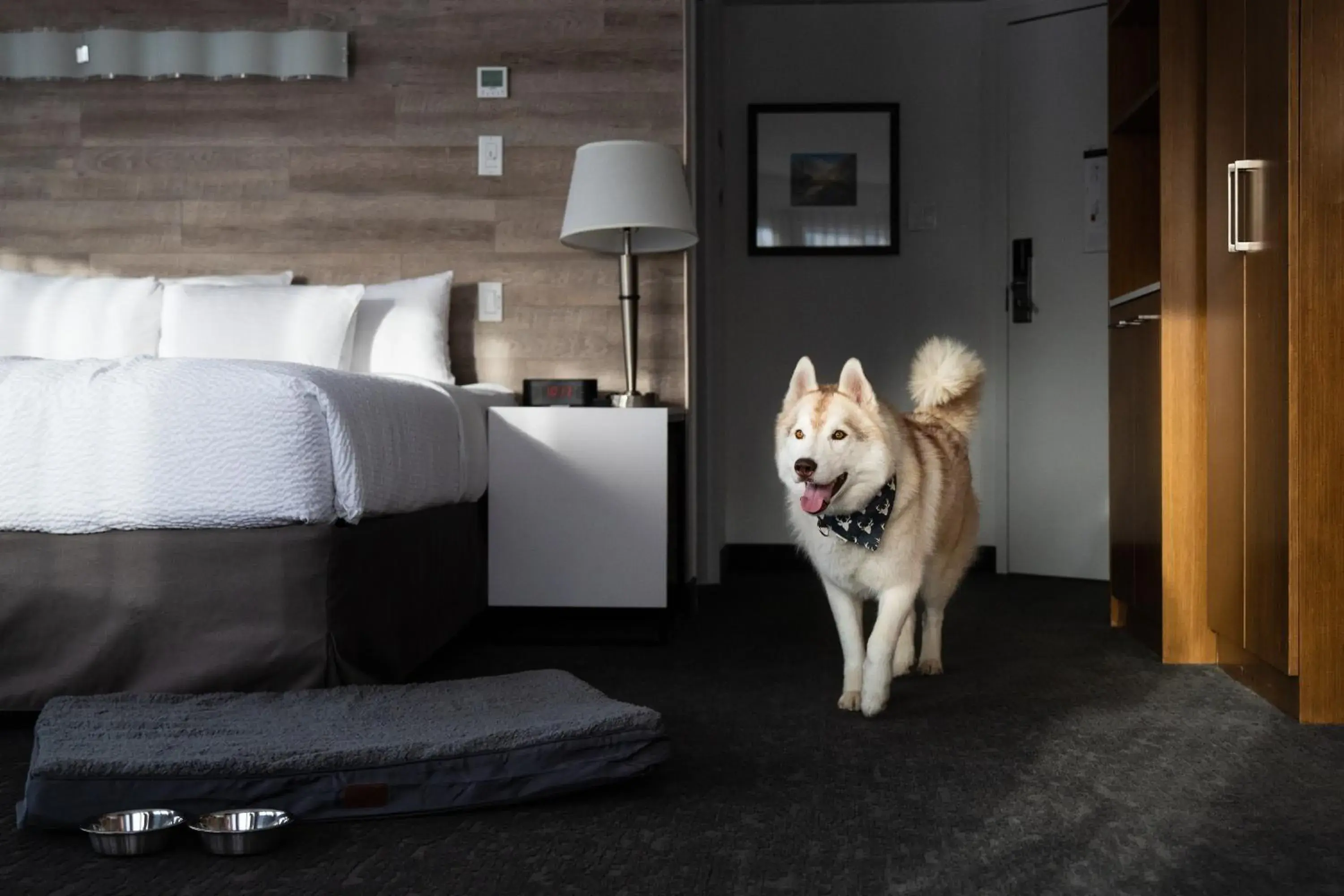 pet friendly, Bed in Elk + Avenue Hotel pet friendly, Bed in Elk + Avenue Hotel