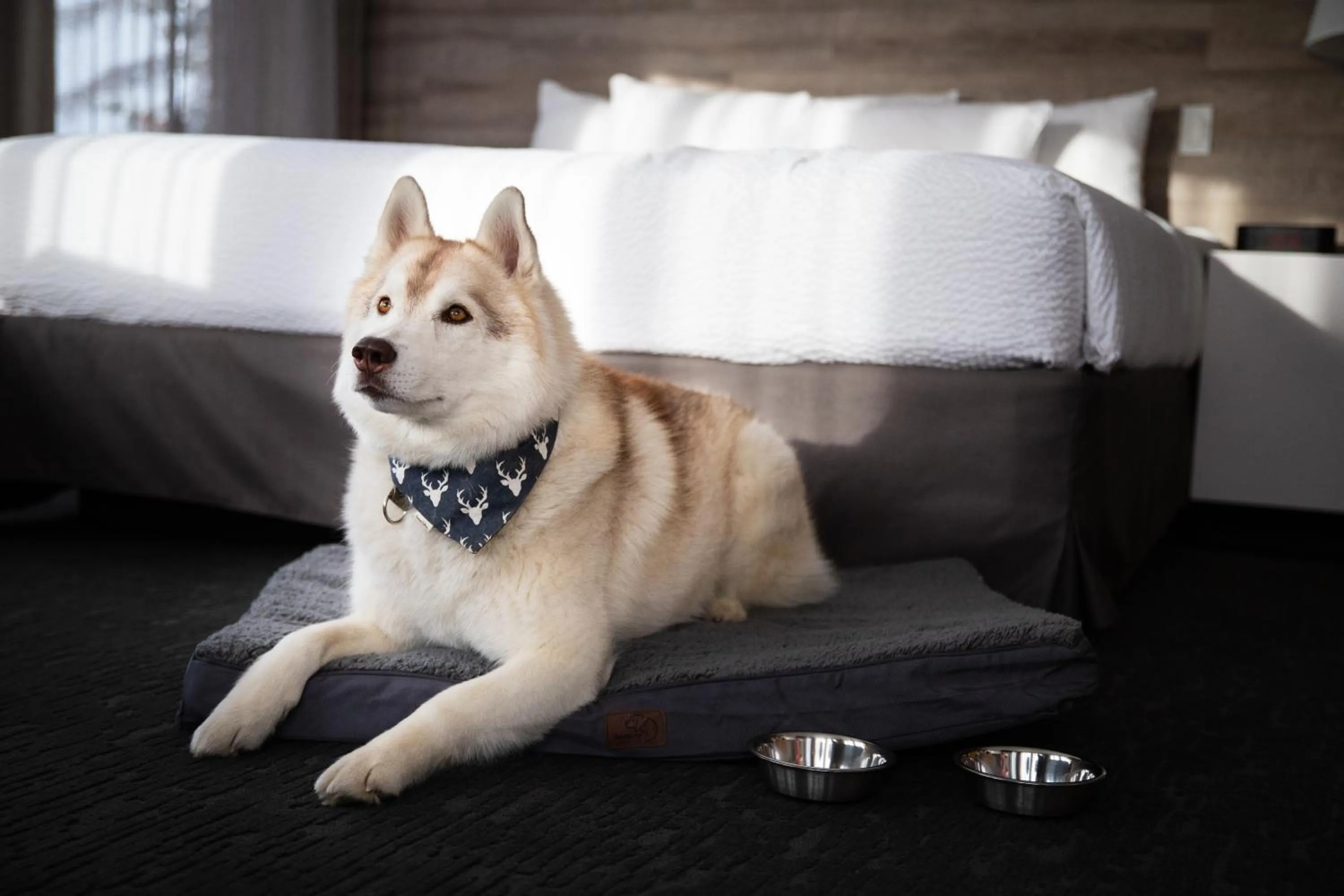 pet friendly in Elk + Avenue Hotel