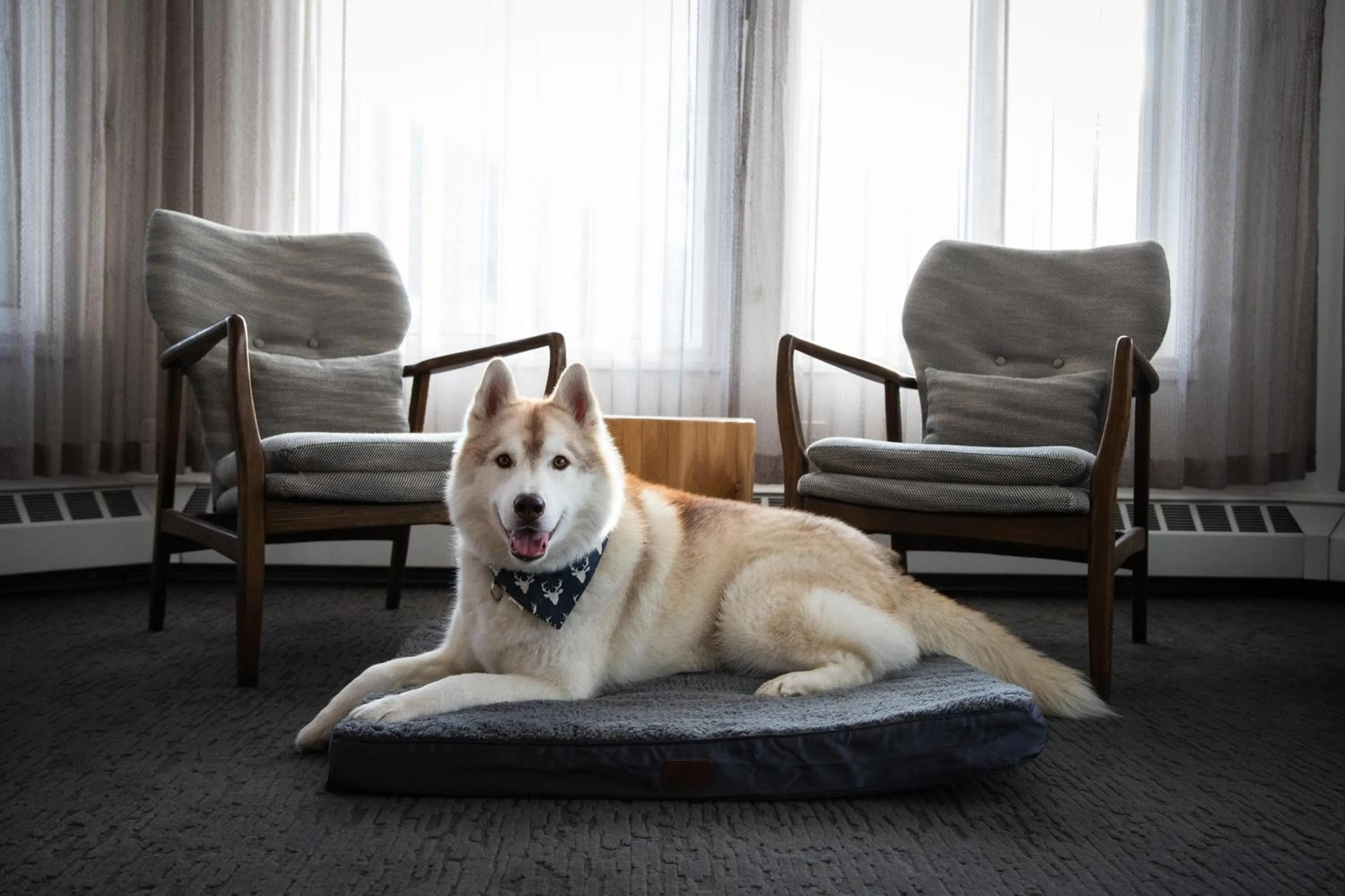 pet friendly in Elk + Avenue Hotel