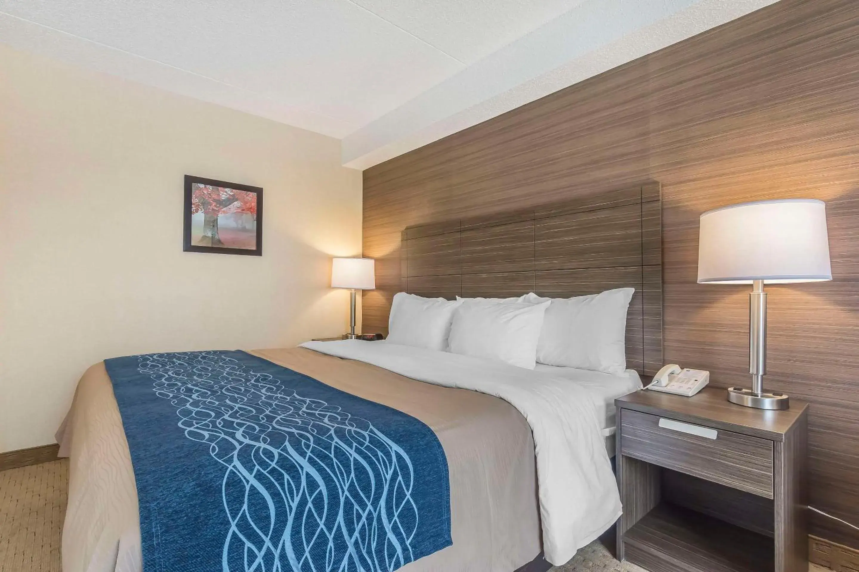 Bedroom, Bed in Comfort Inn Bedroom, Bed in Comfort Inn