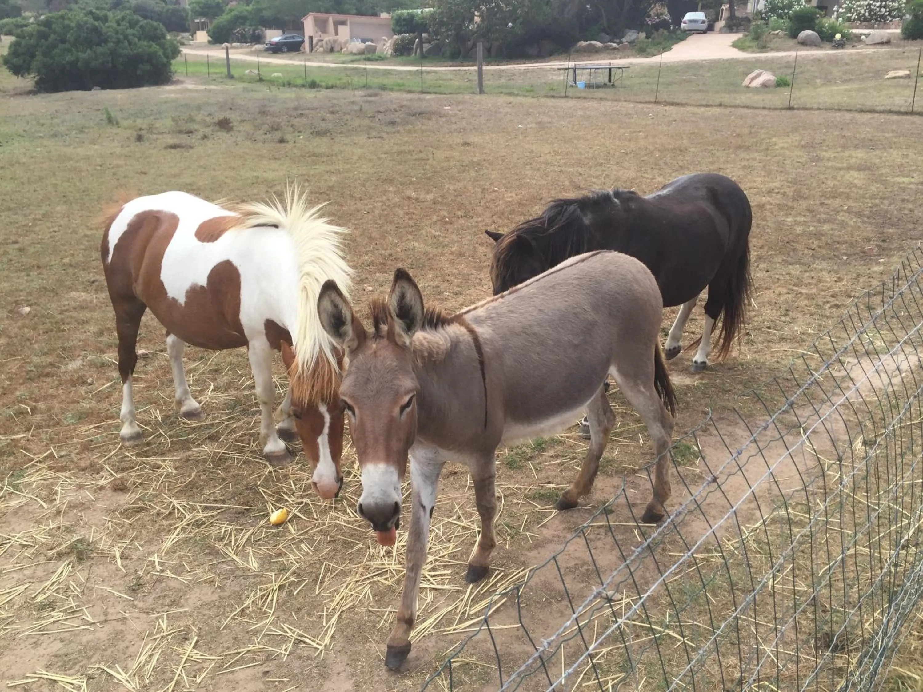 Animals in A Santa Trinita