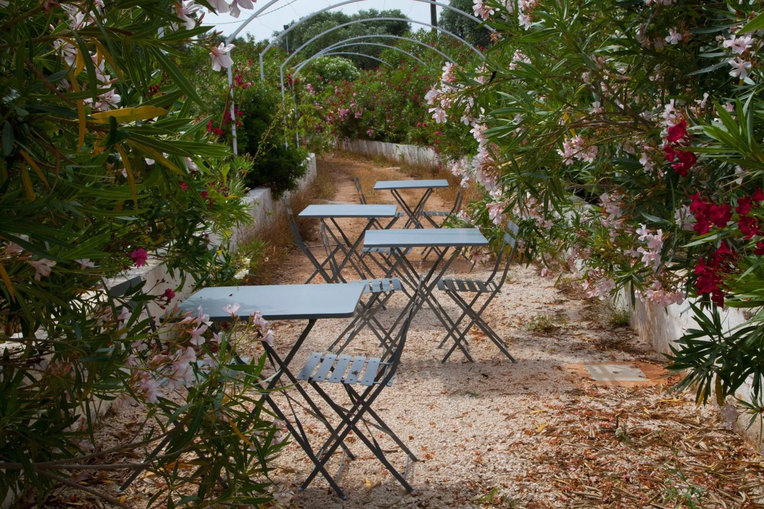 Garden in Fikus - the Apulian B&B