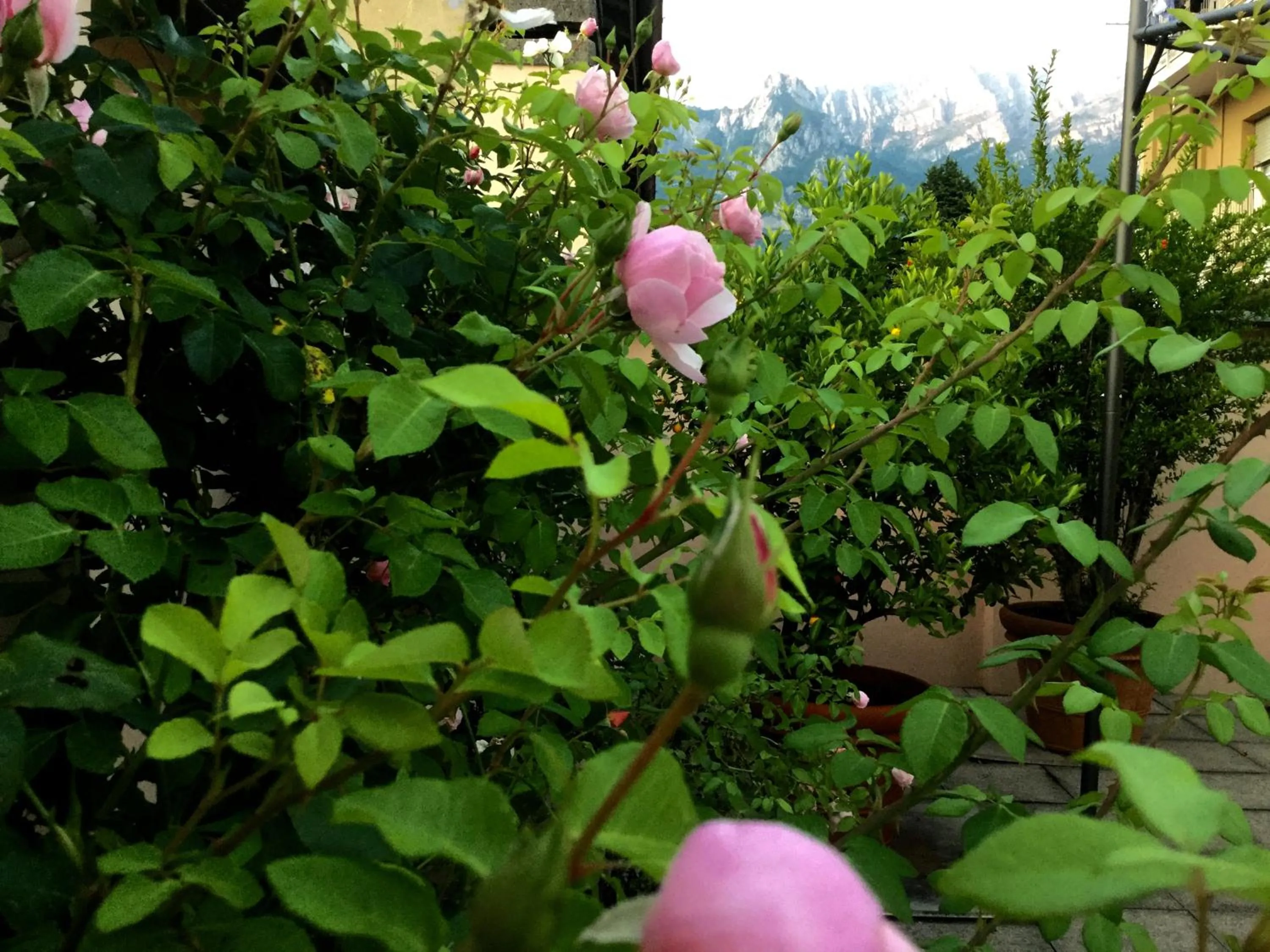 Spring in B&B Pescarenico