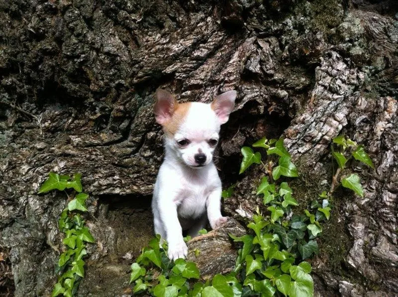 Pets in Rentxacobeo