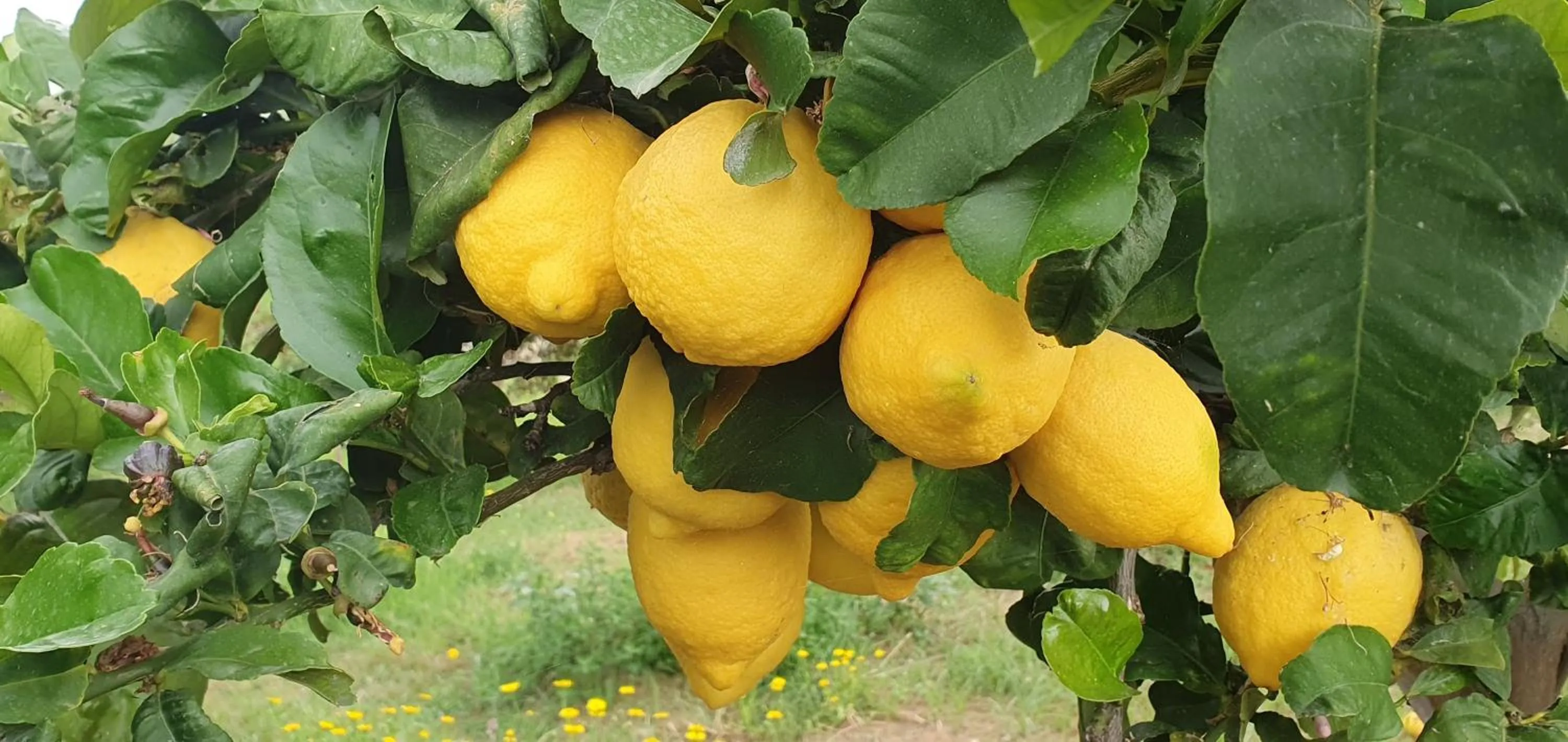 Garden in Il dono di Atena