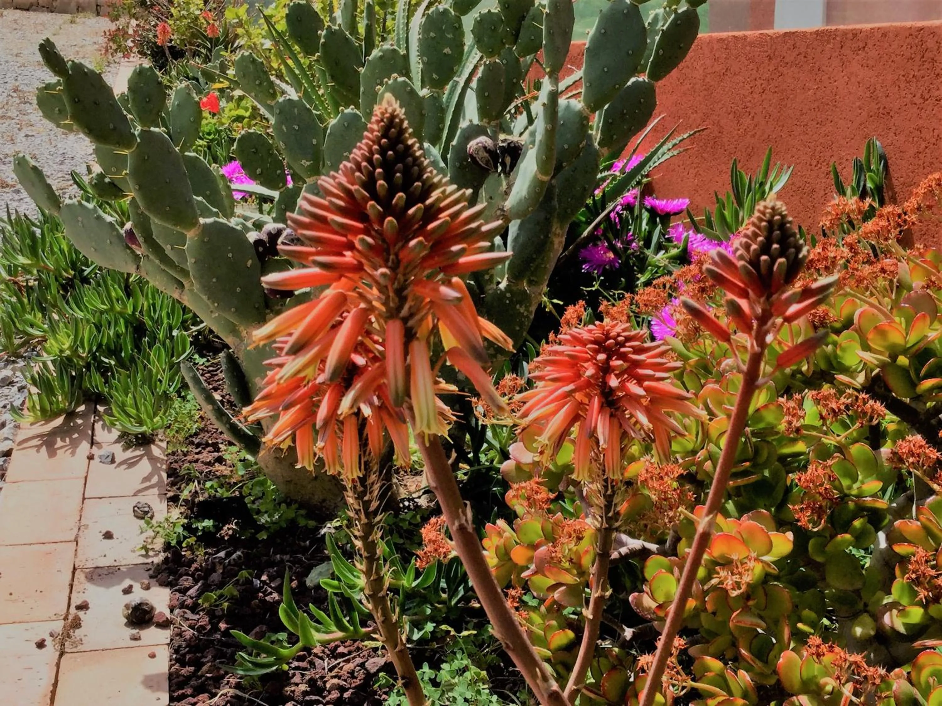 Garden in Il dono di Atena