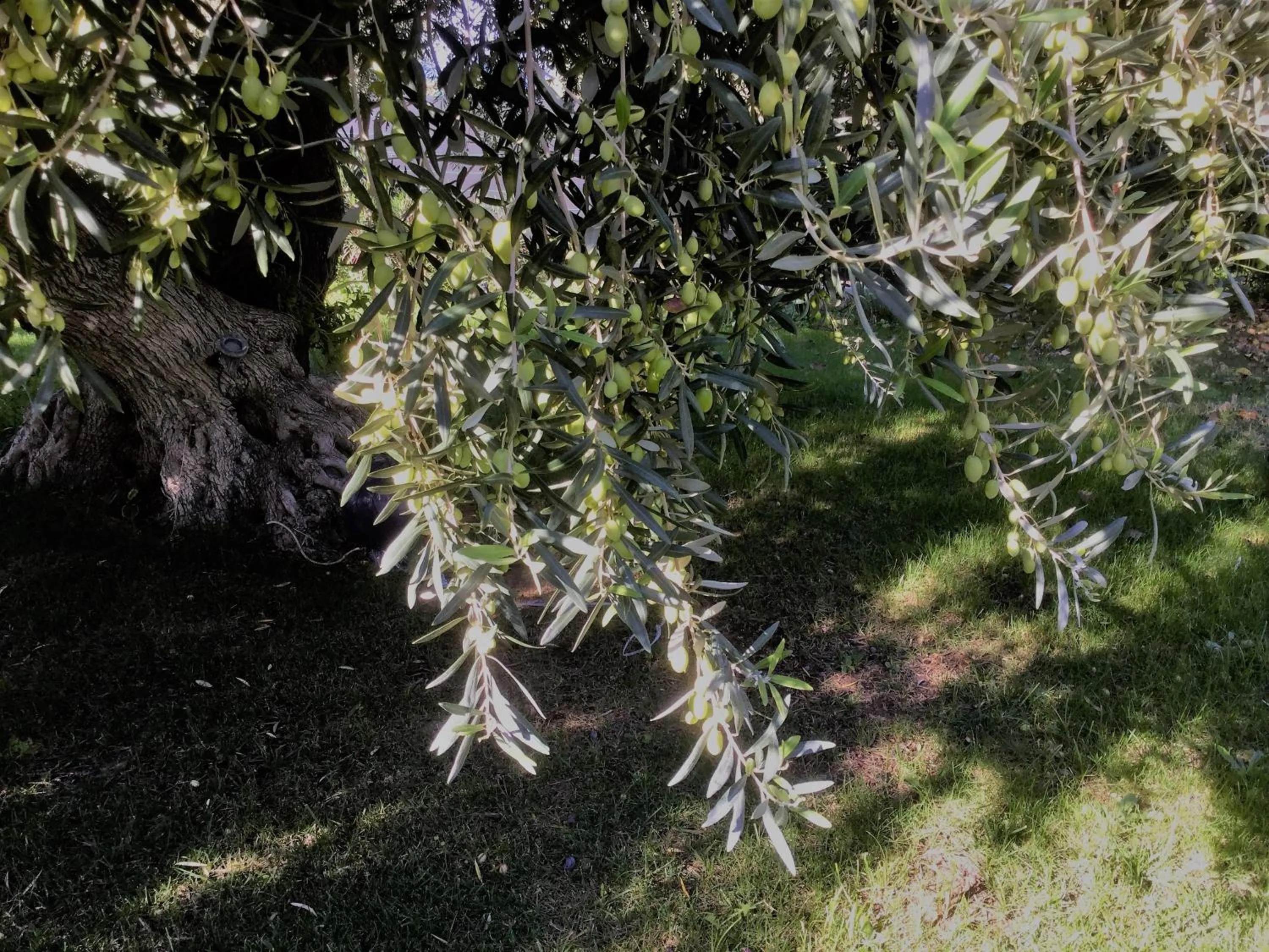 Garden view in Il dono di Atena