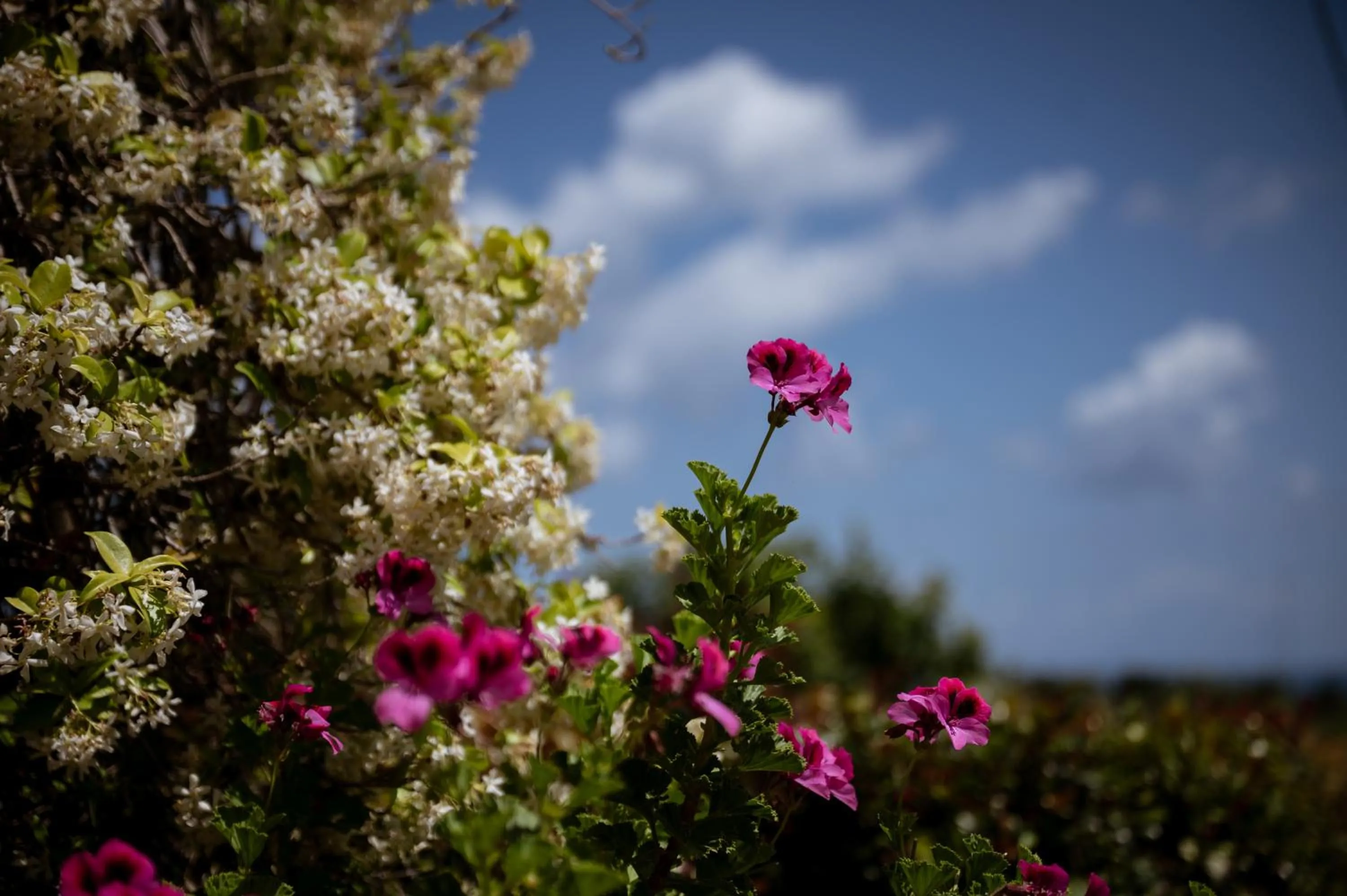 Garden in Il dono di Atena