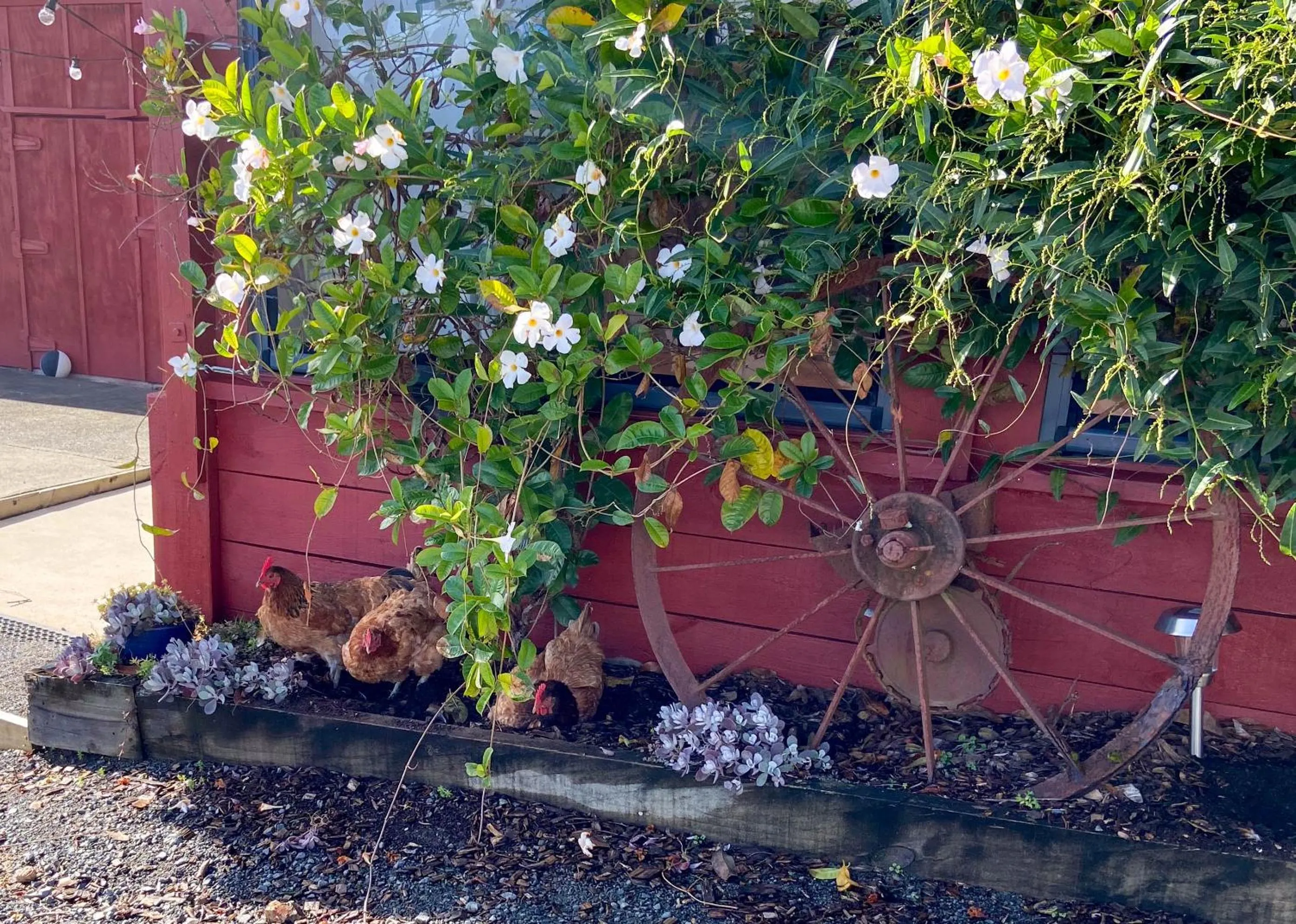 Garden view in Kauri Villas