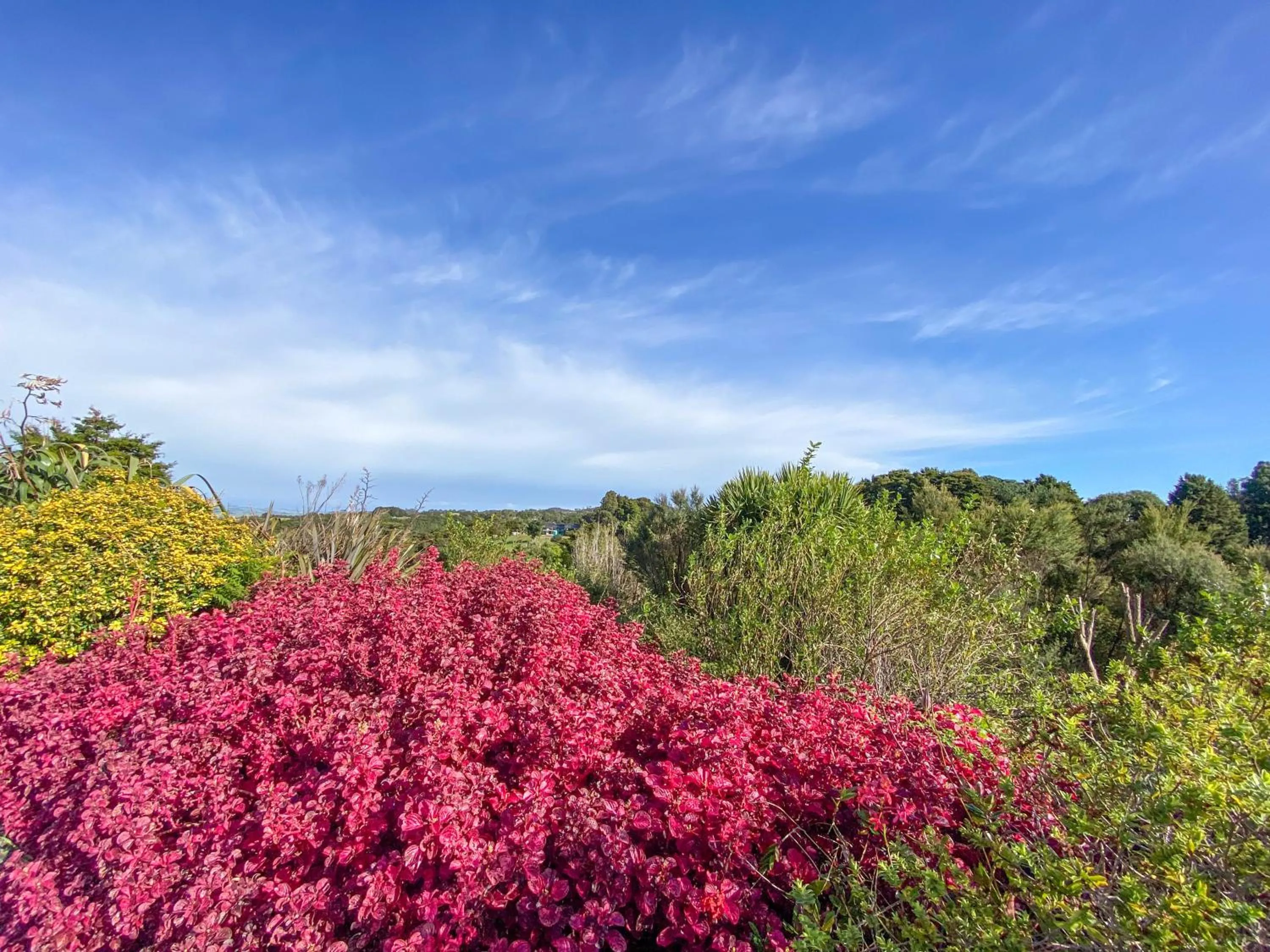 Garden in Kauri Villas