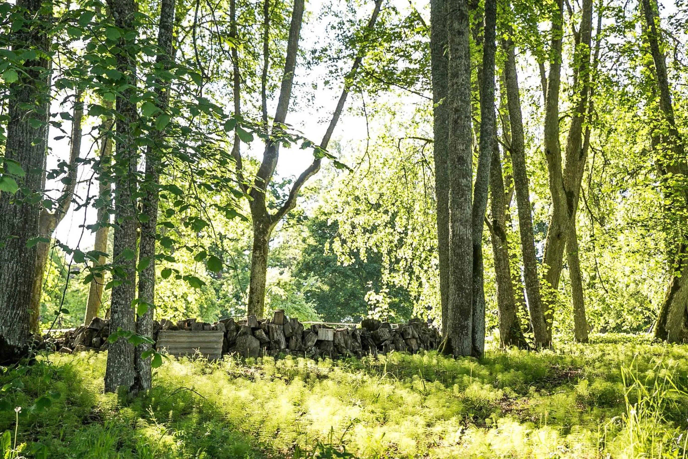 Natural landscape in Lindenhoff